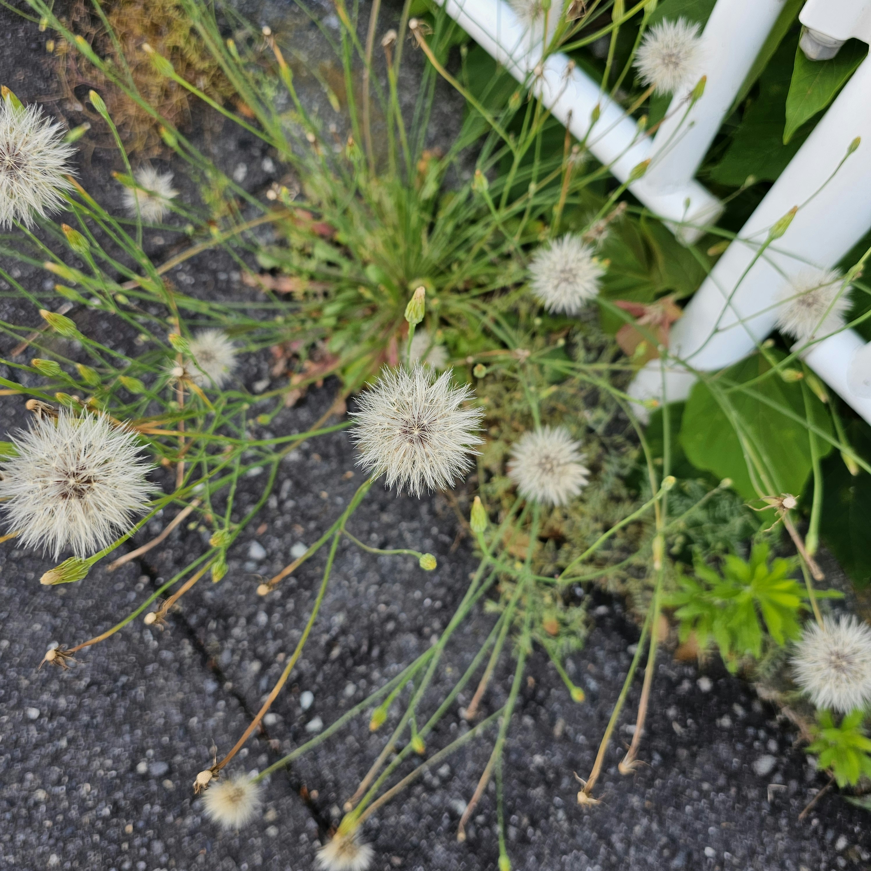 緑の葉の間に咲くタンポポの綿毛と植え込み