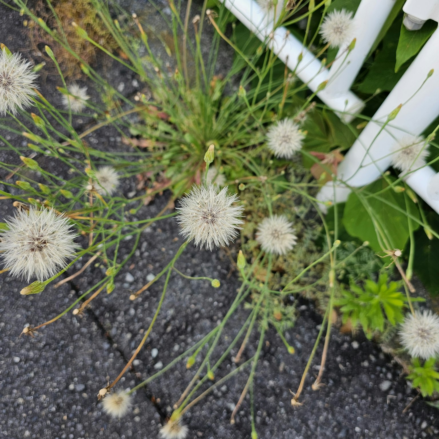 Weiße, flauschige Blumen, die nahe einem weißen Zaun wachsen