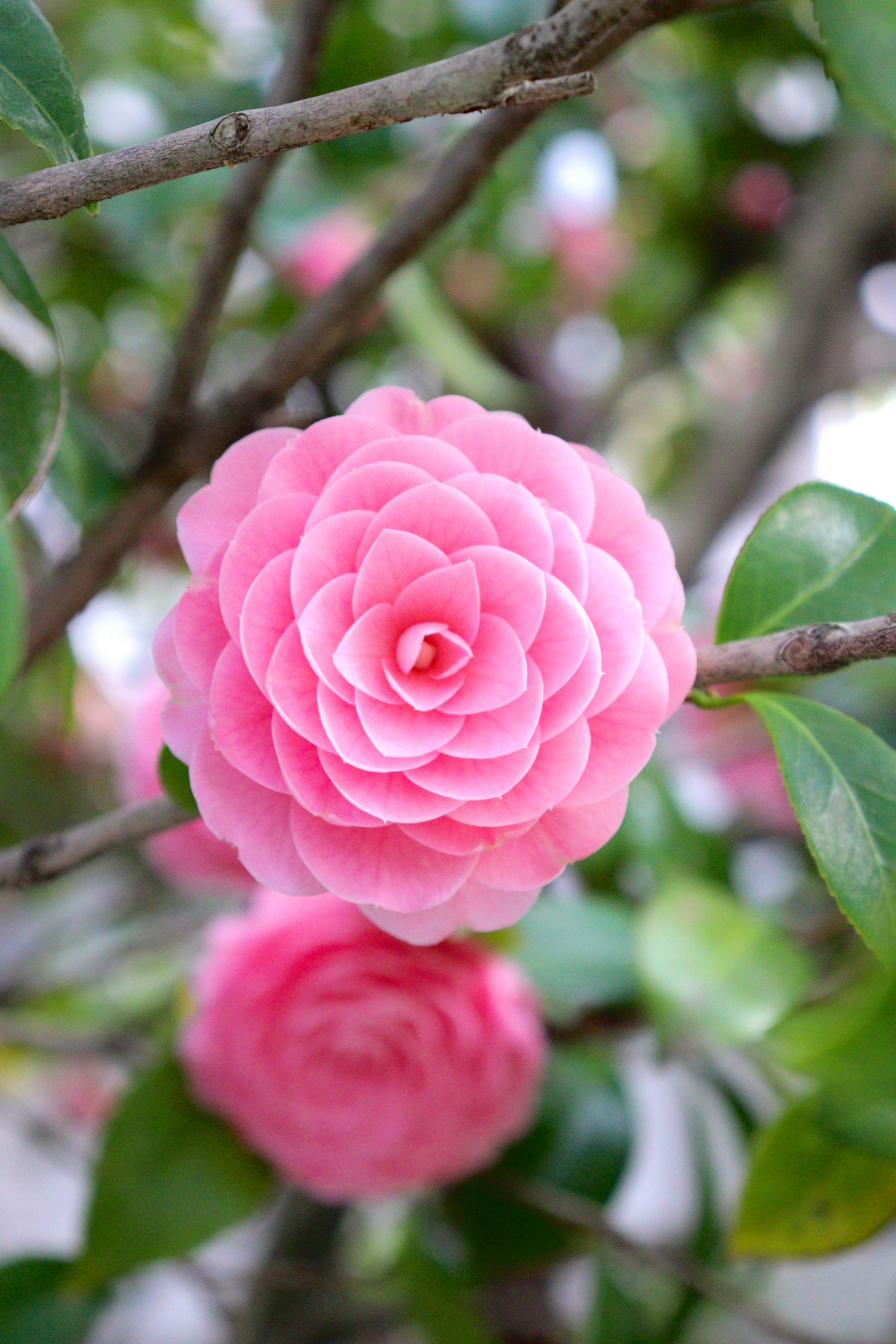 千本釈迦堂 大報恩寺の乙女椿の桃色の花
