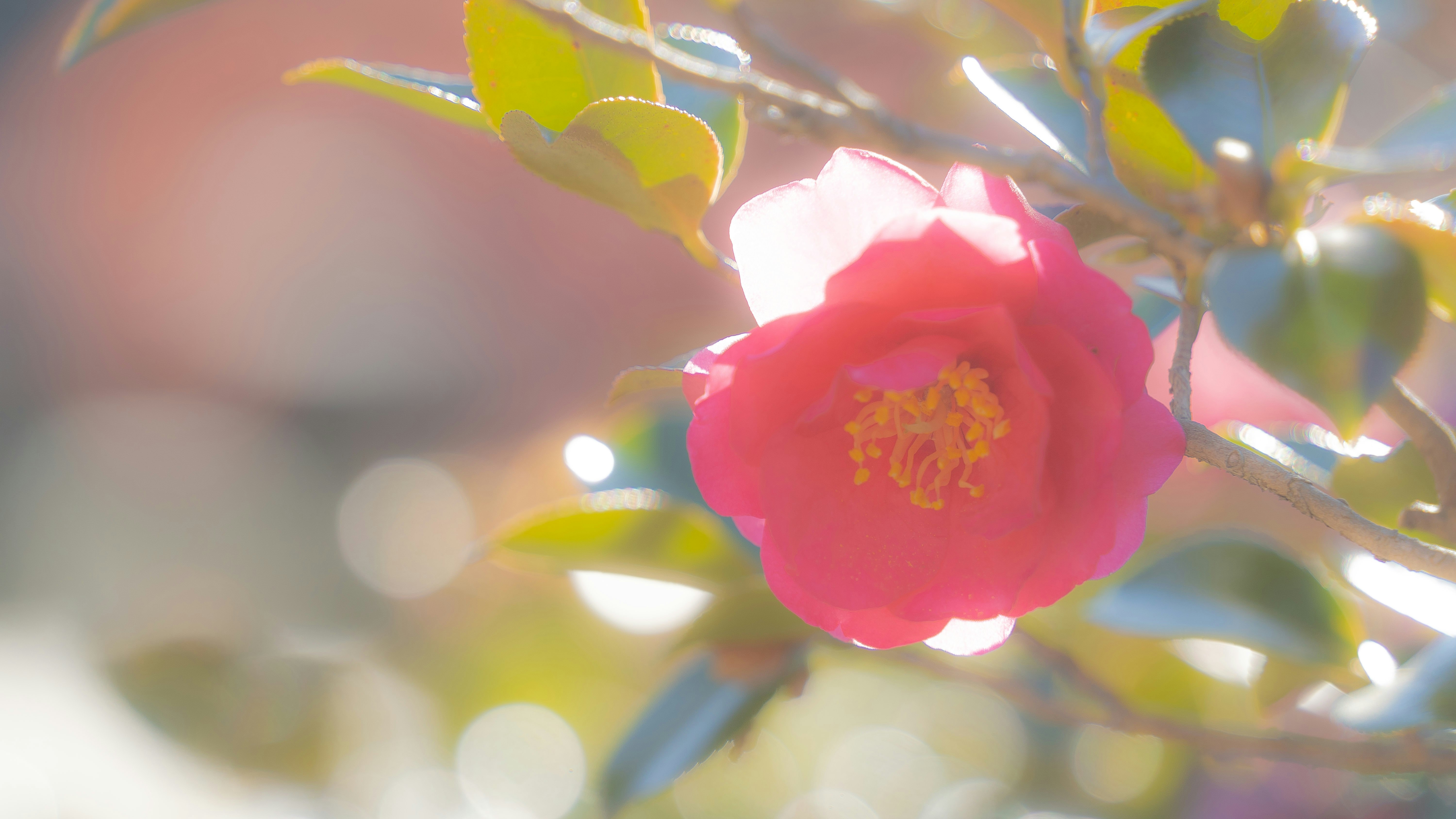 花びらの質感が際立つピンクの椿のクローズアップ