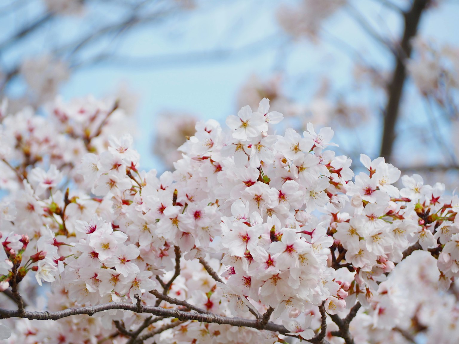 Close-up cabang bunga sakura dengan bunga merah muda