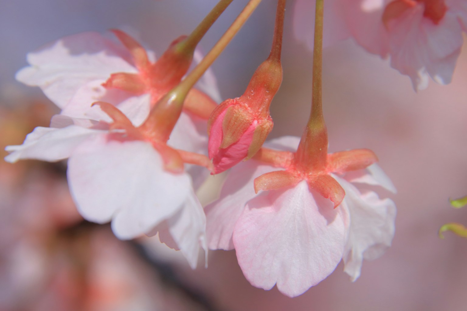 Pétales de cerisier roses délicats en fleurs