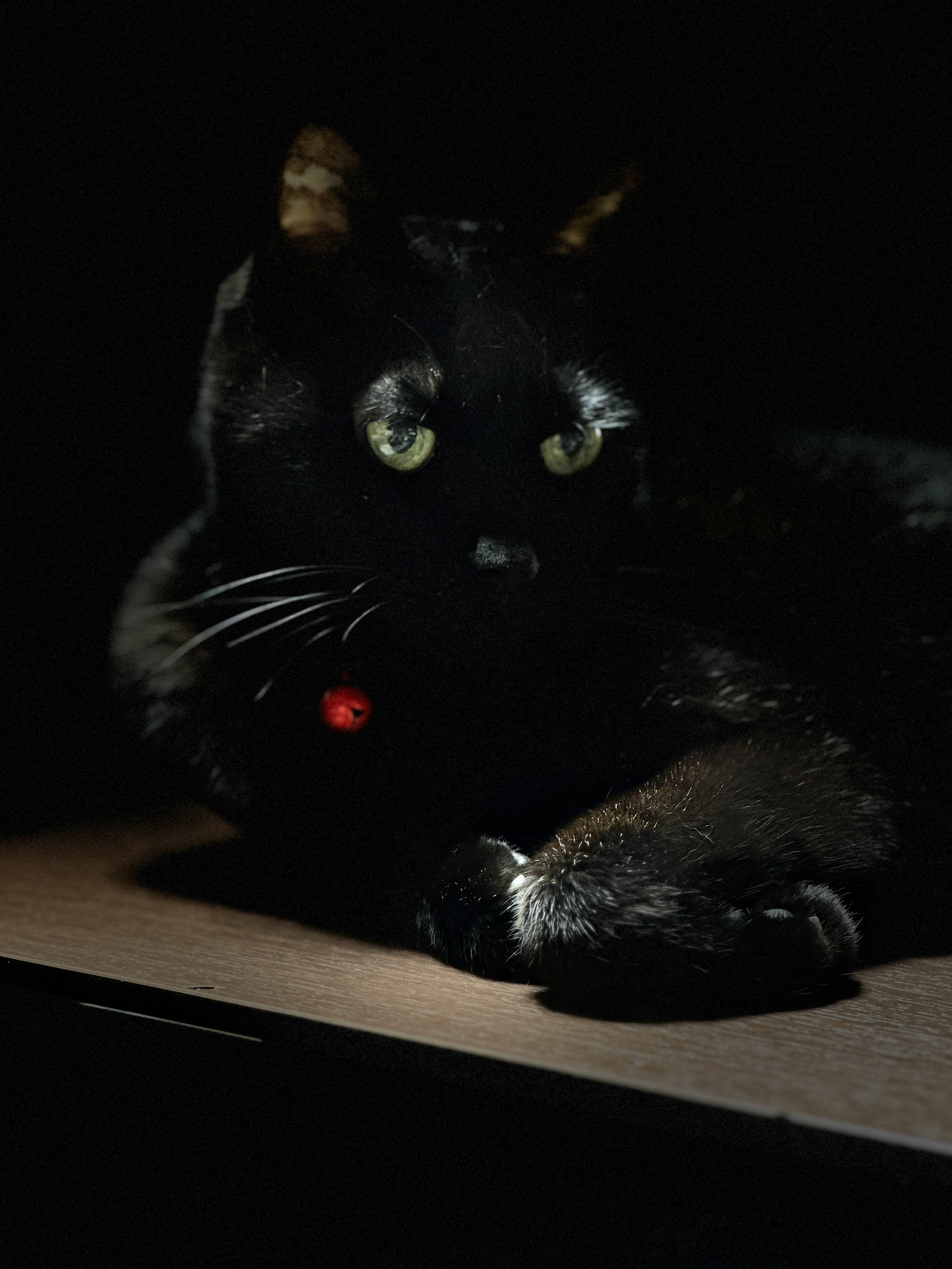 暗い室内で黒猫が横たわるiPhone撮影の画像