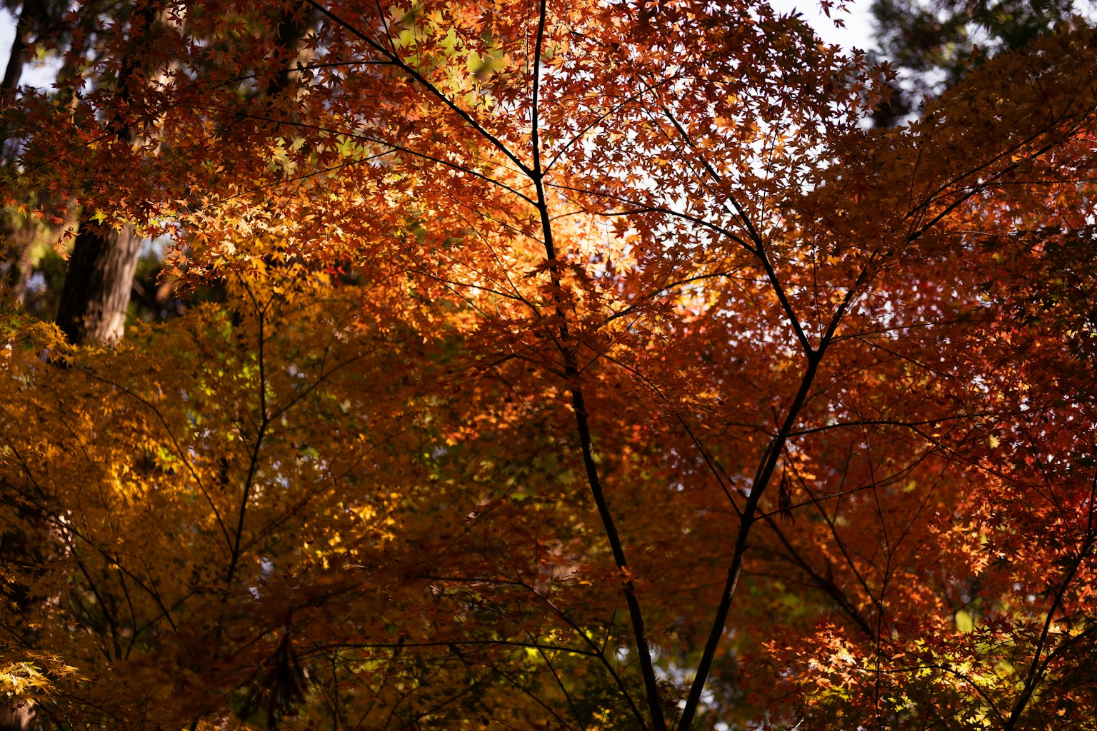 Bellissimo fogliame autunnale con foglie arancioni e rosse vivaci
