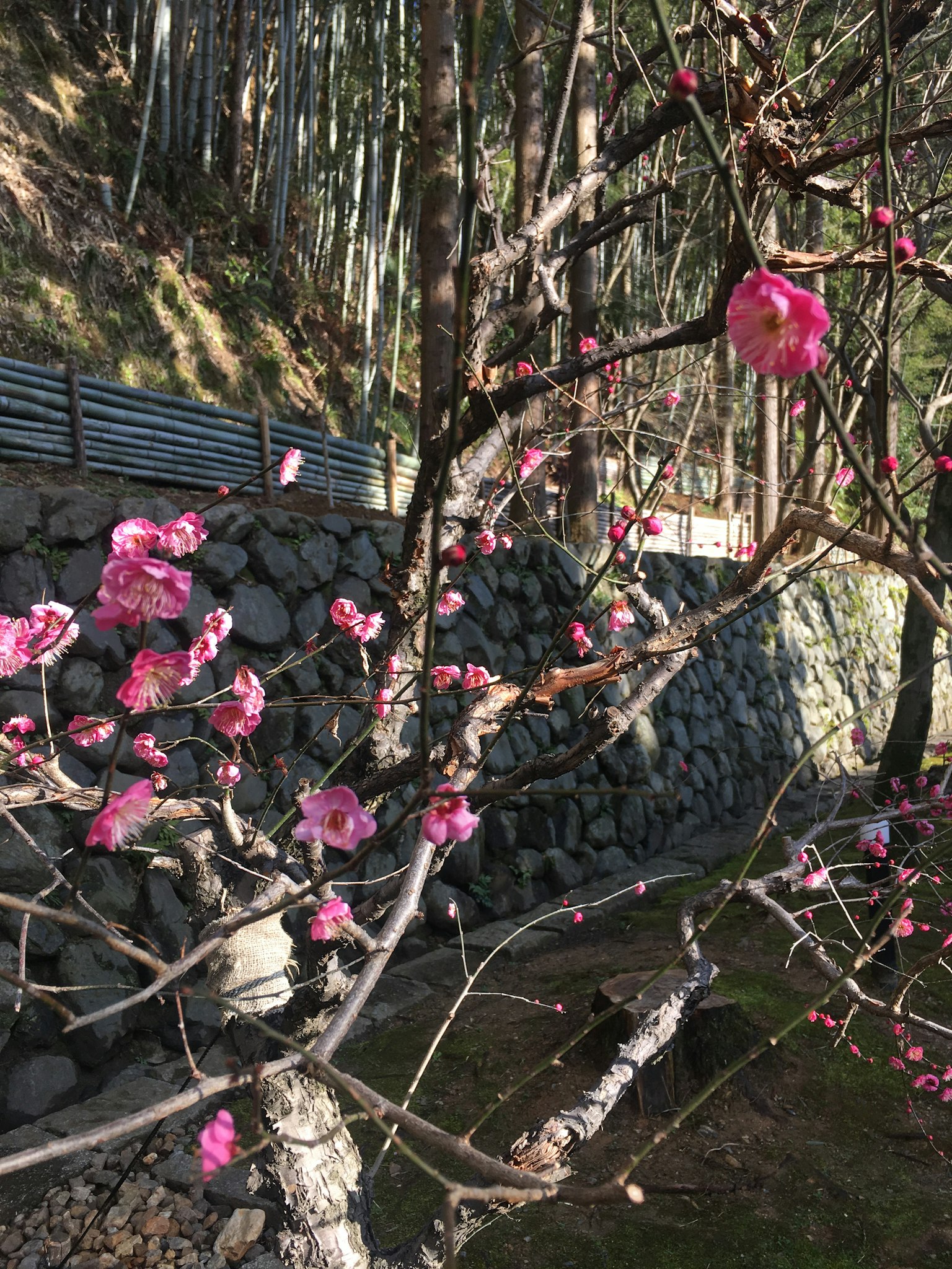 Arbre de fleurs de prunier avec des fleurs roses devant un mur de pierres