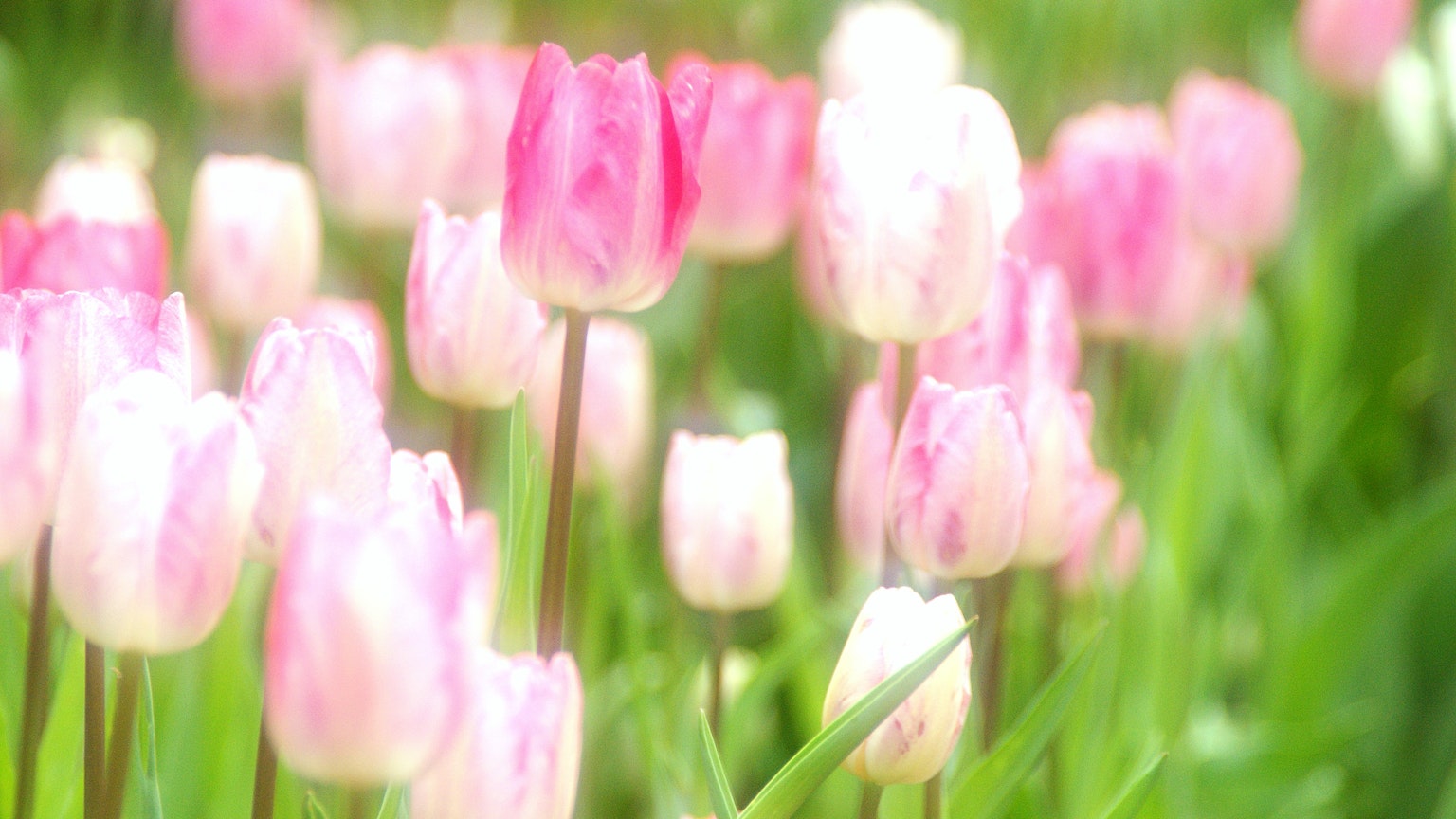 Field of pink and white tulips blooming