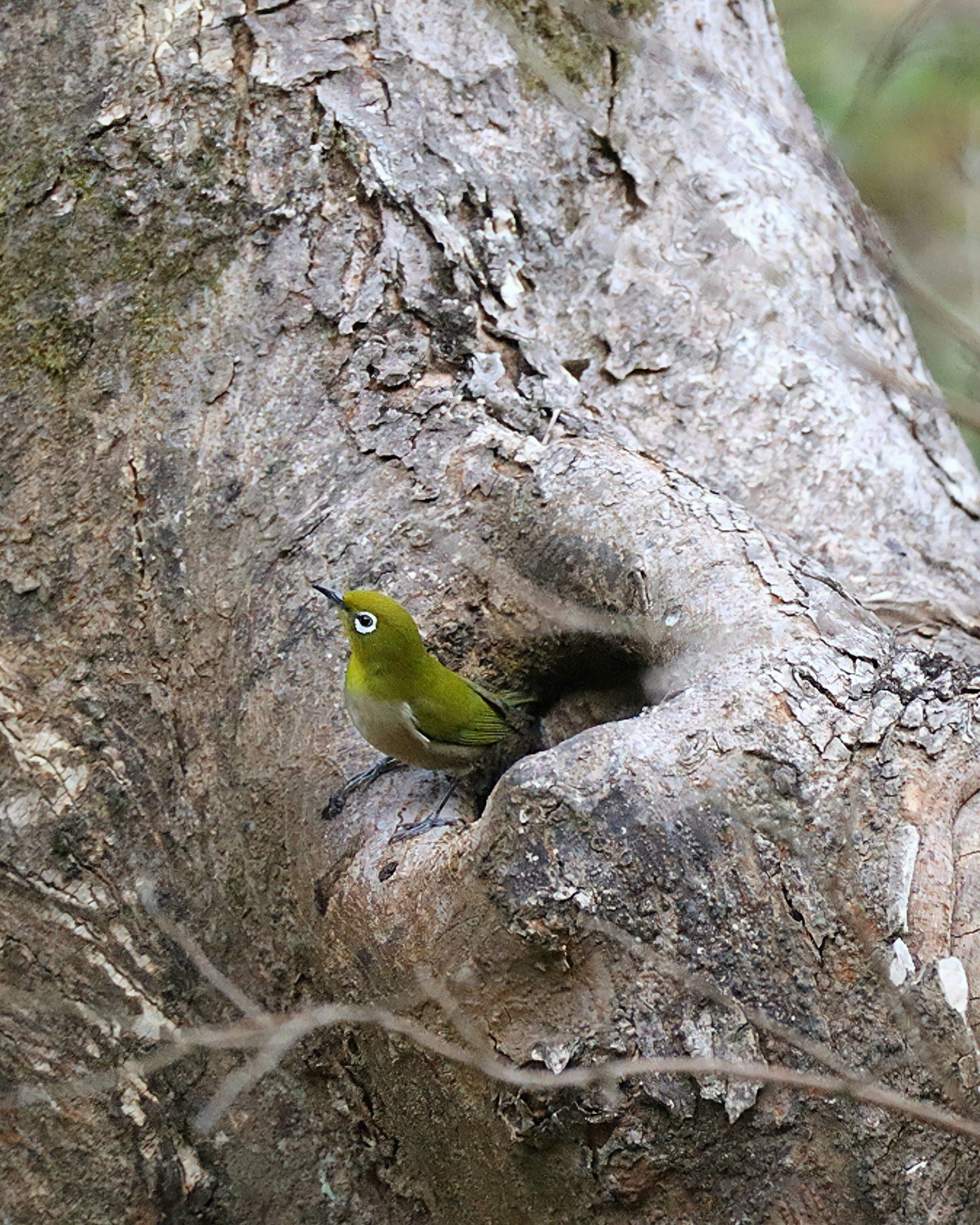 Uccello verde che sbircia da un foro in un albero