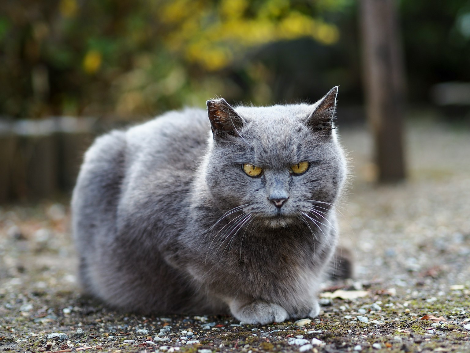灰色的猫坐在地上，表情凶狠