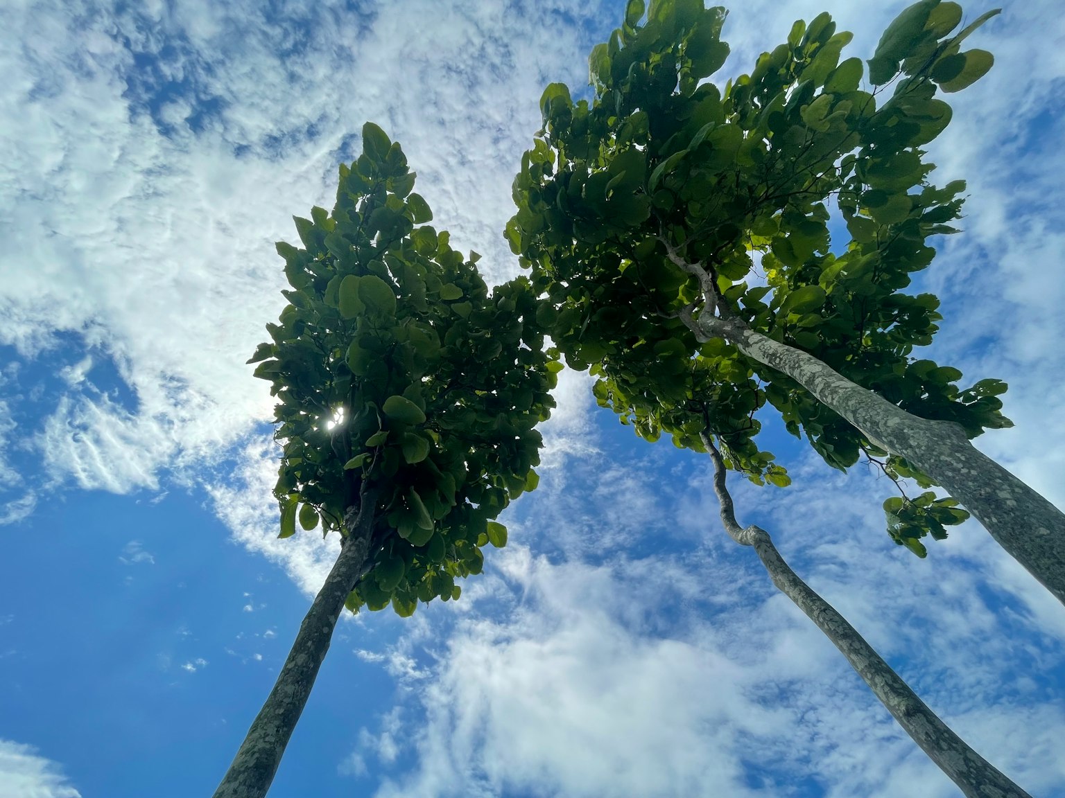 蓝天下两棵高树的景象