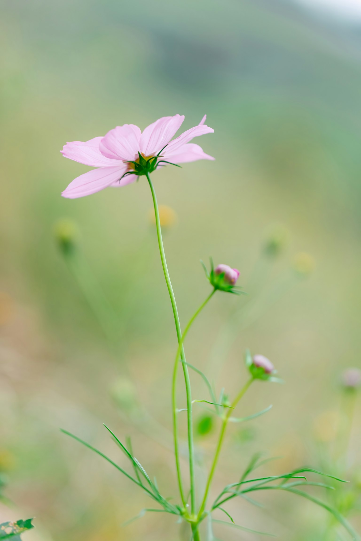 Un delicato fiore rosa con boccioli in un paesaggio erboso