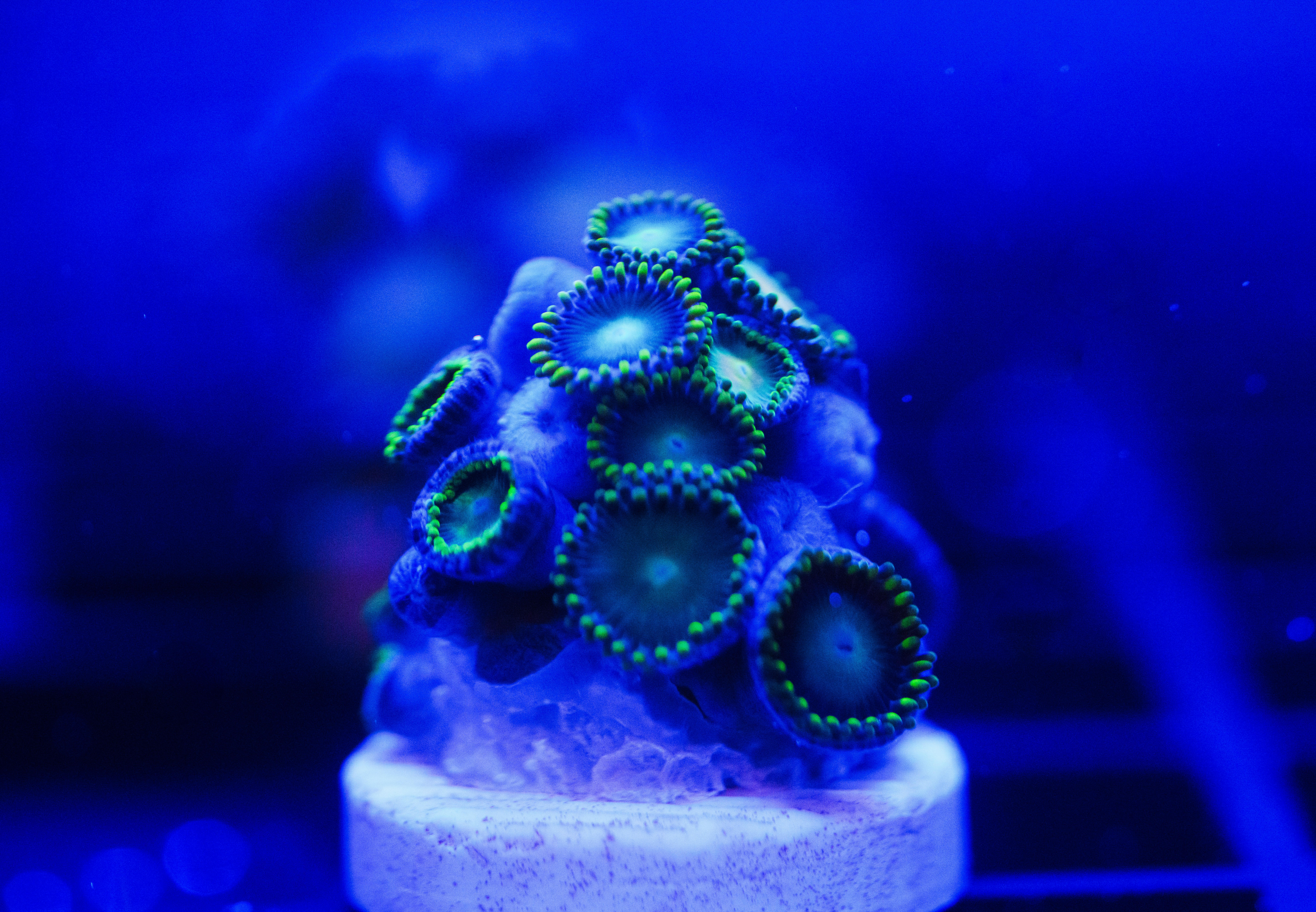 青い水槽の上に浮かぶサンゴのような海の生物