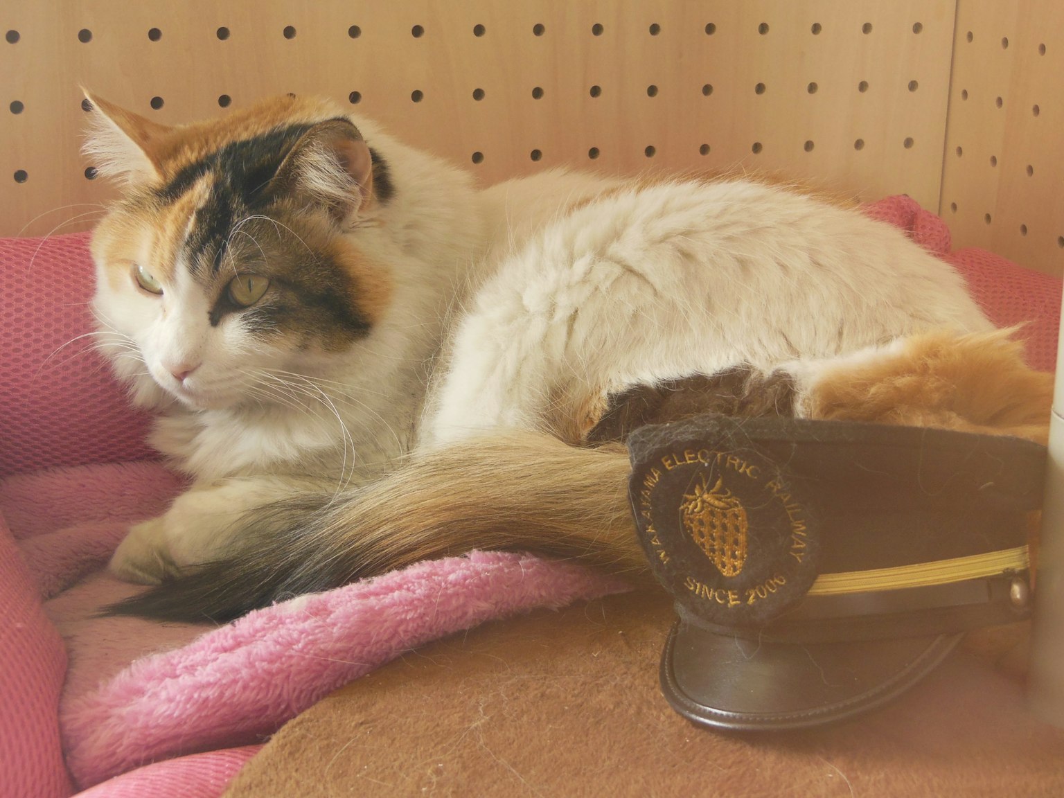 Eine dreifarbige Katze, die auf einem rosa Kissen neben einem kleinen Polizeihut ruht