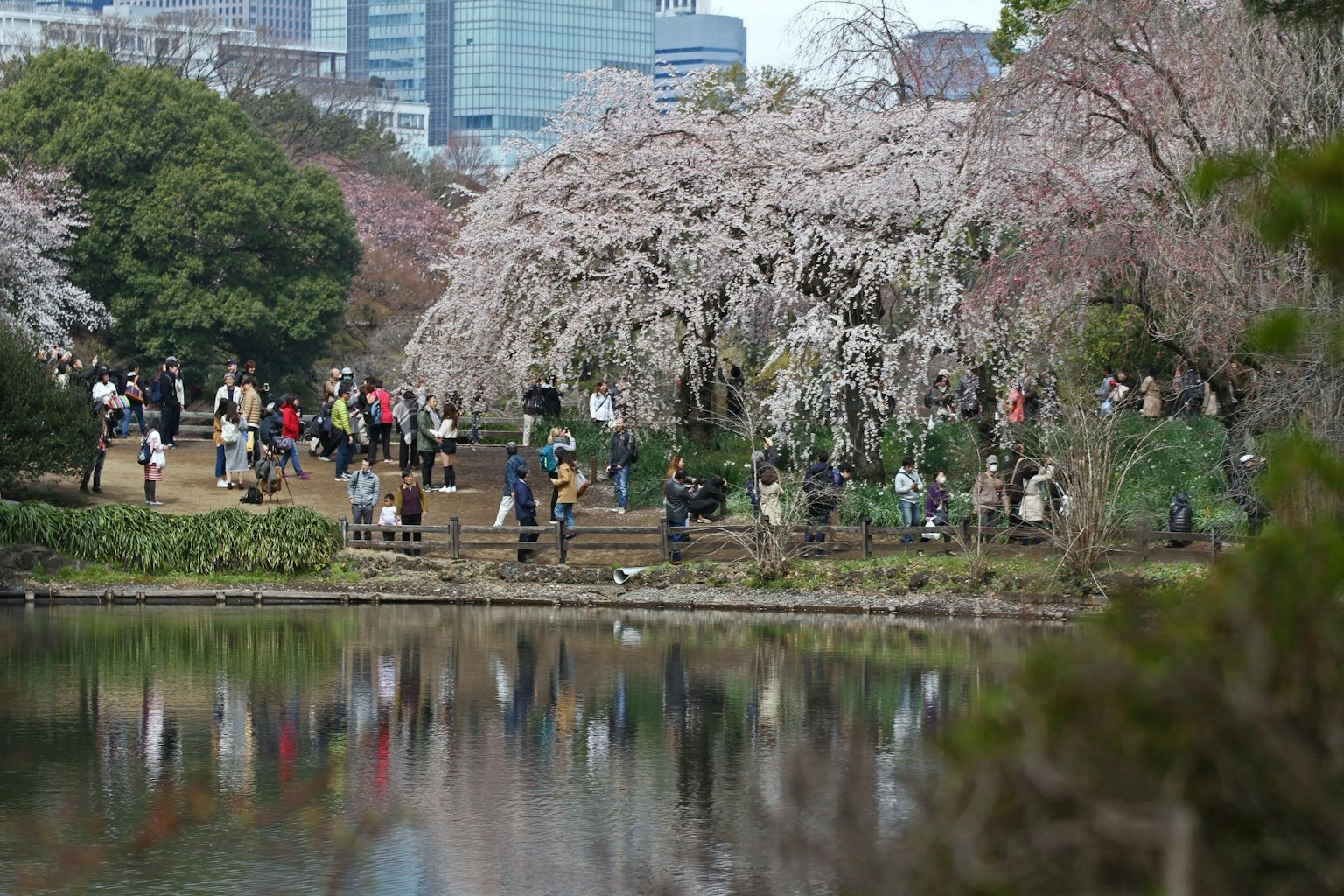Orang-orang menikmati bunga sakura di taman dengan kolam tenang
