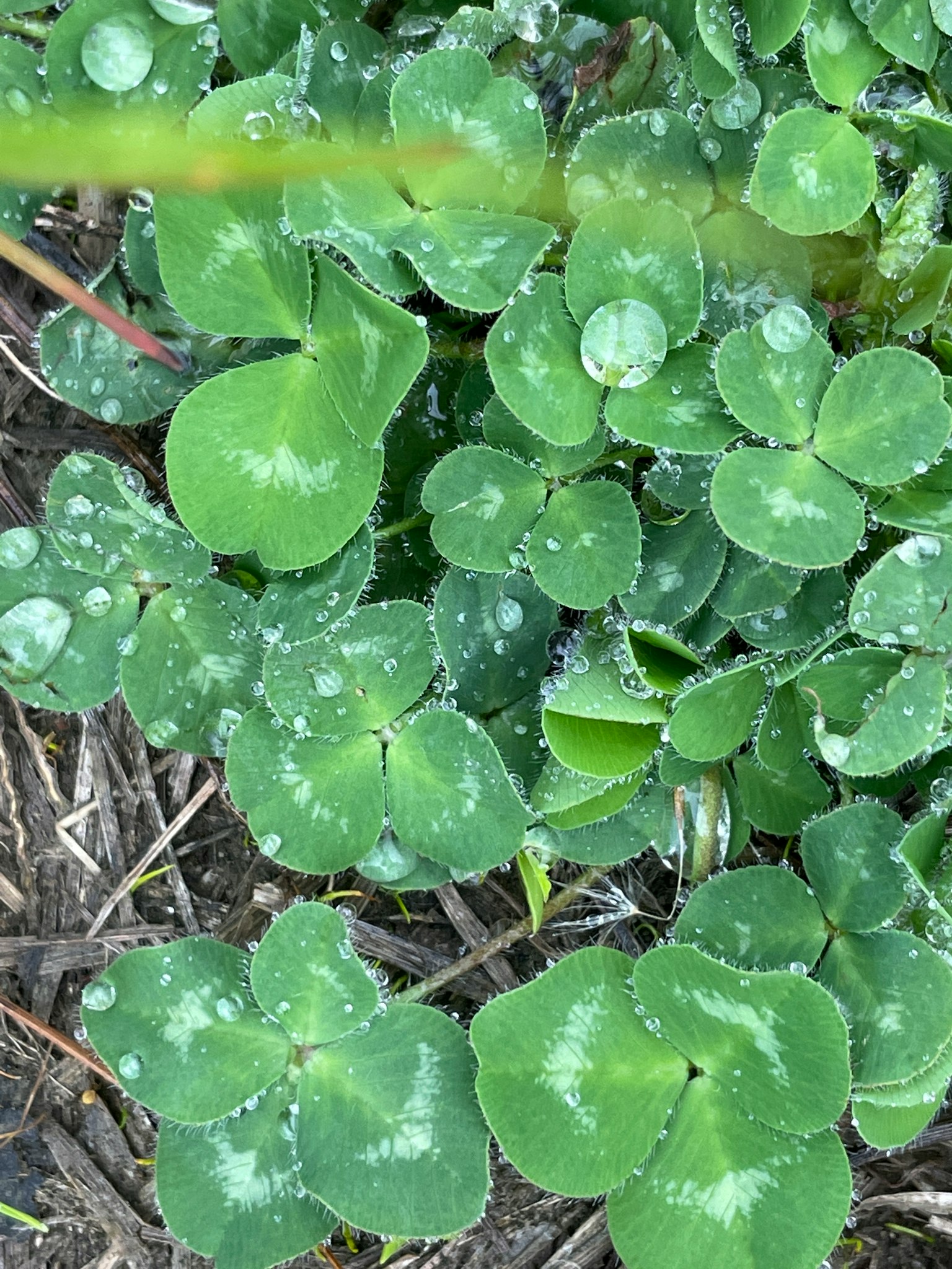 Foglie di trifoglio con gocce d'acqua su terreno verde