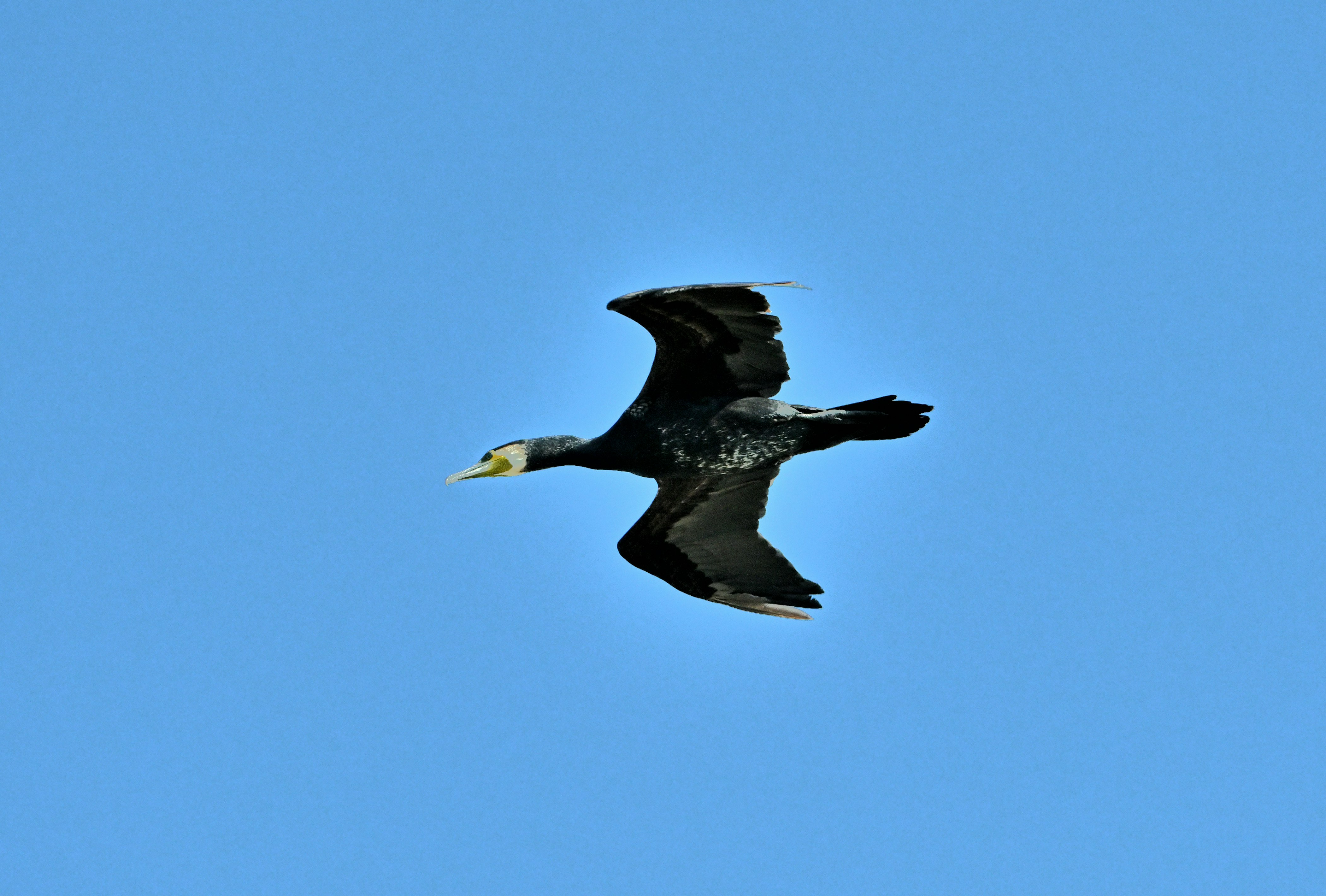 silhouette di un martin pescatore in volo contro un cielo blu