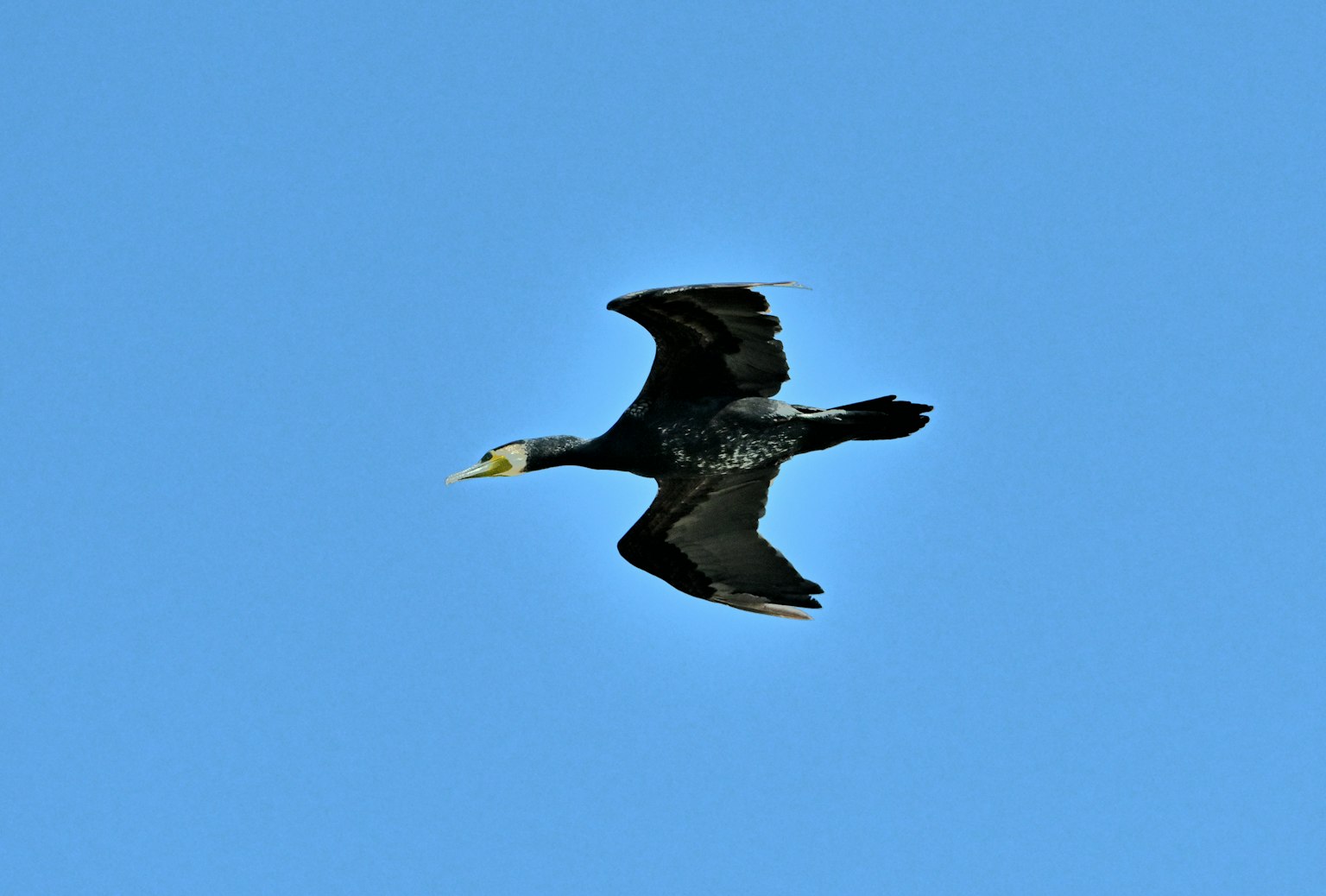 Ein fliegender Kormoran im klaren blauen Himmel
