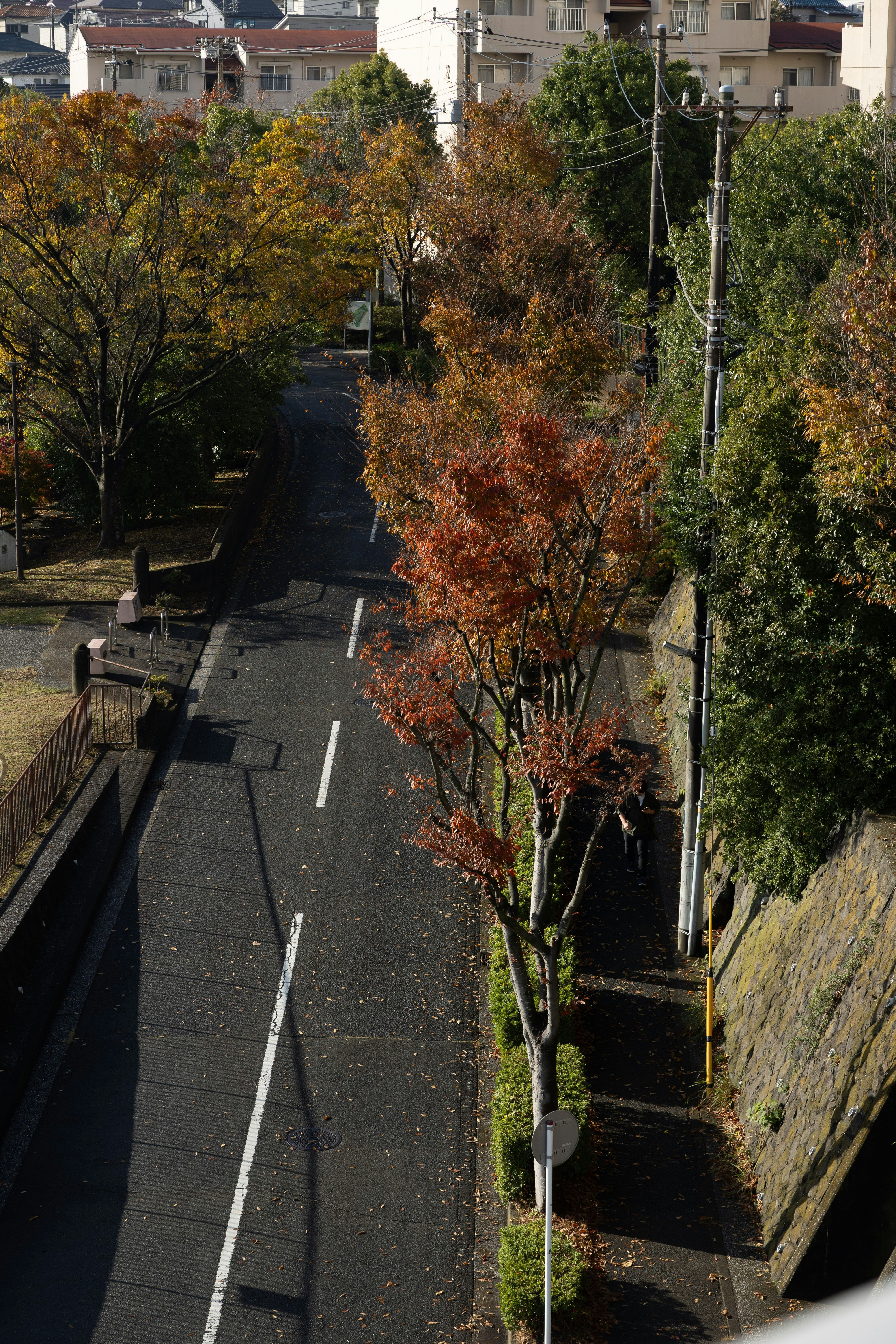 Scène de route tranquille avec des arbres aux couleurs d'automne bordant la rue