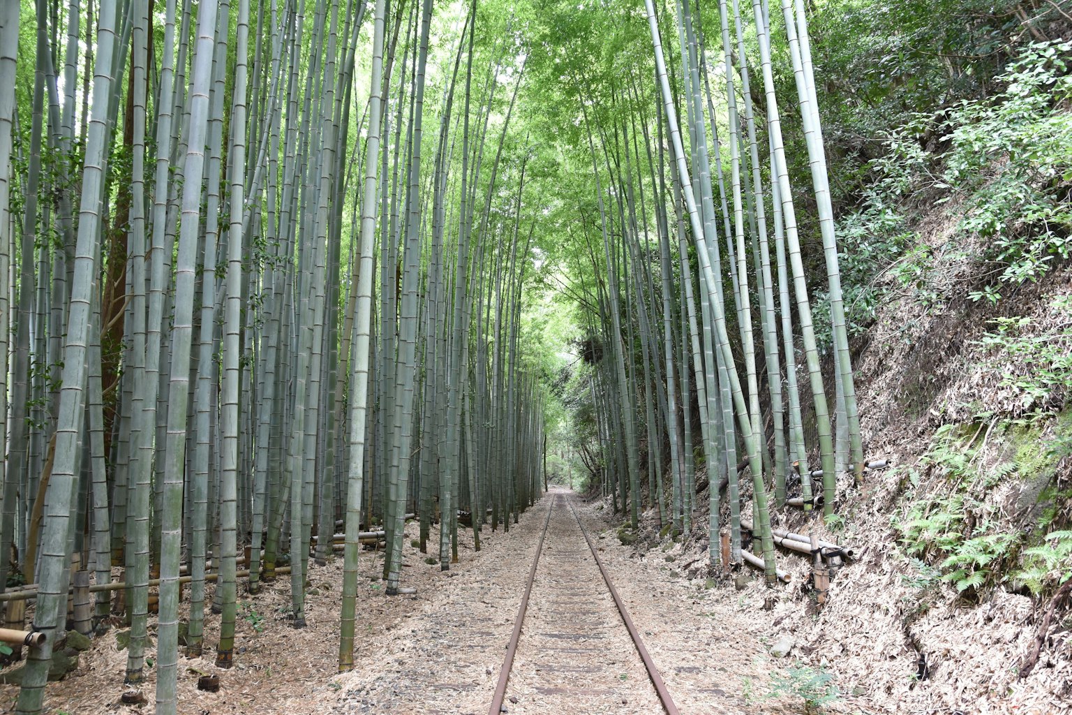 Una vista escénica de las vías del tren a través de un bosque de bambú