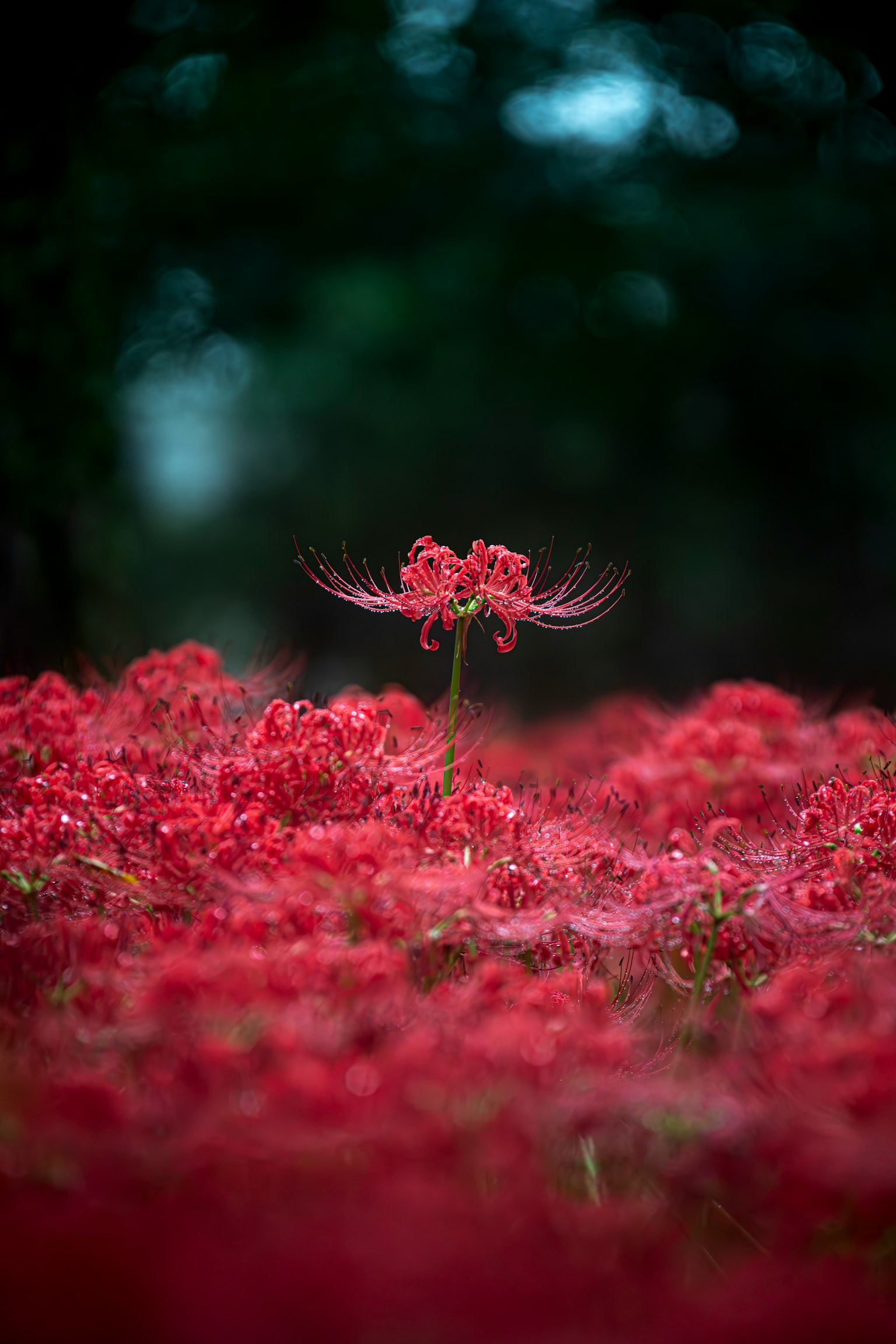 一朵花在紅花田中獨樹一幟