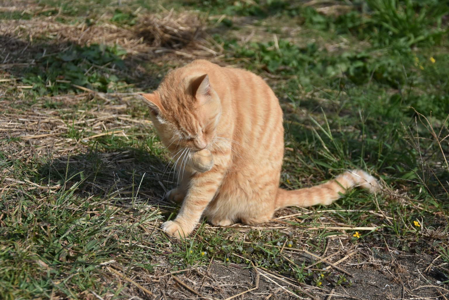 Orange gestreifter Kater sitzt auf dem Gras und putzt seine Pfote