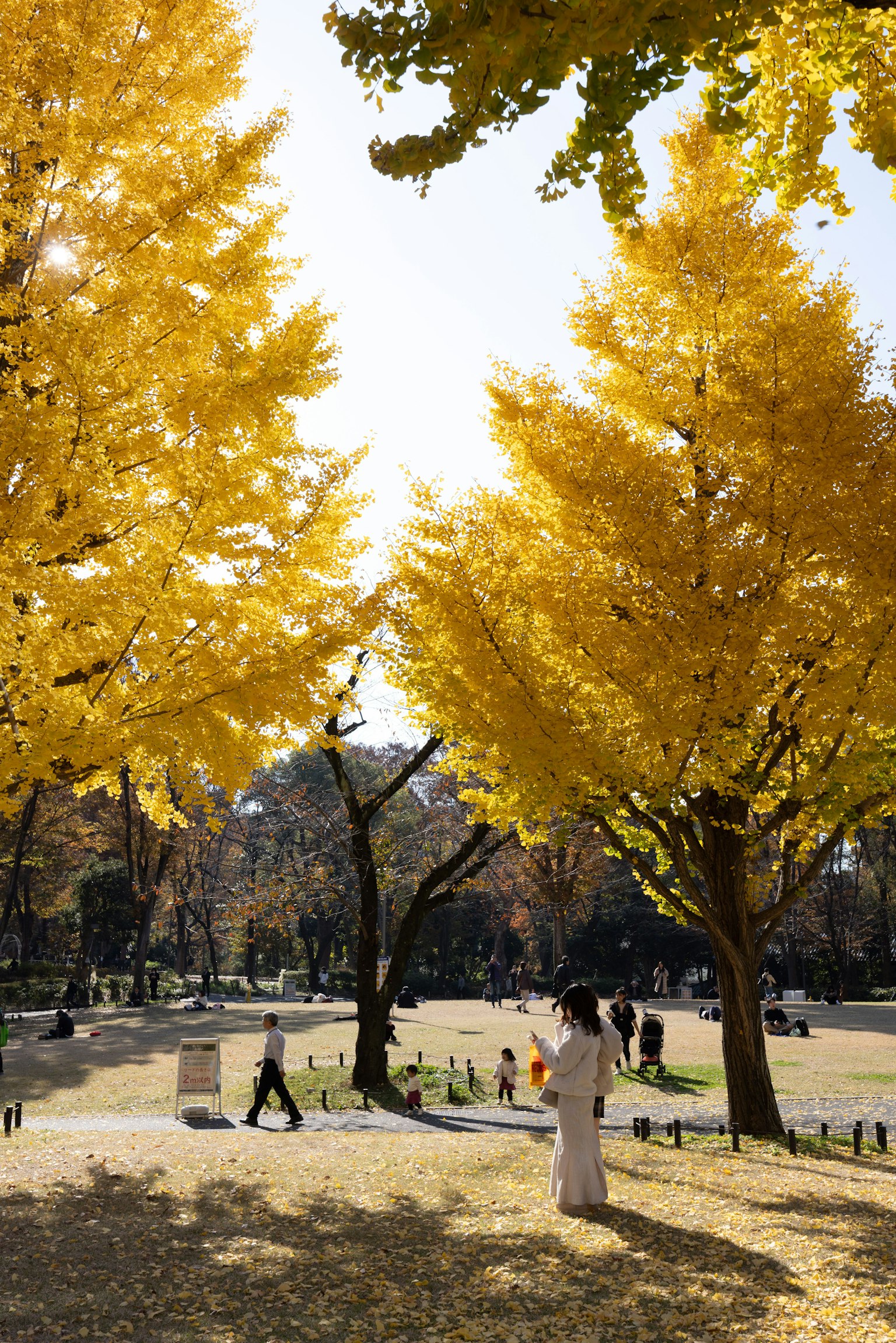 Scena di parco con alberi di ginkgo gialli e persone che passeggiano