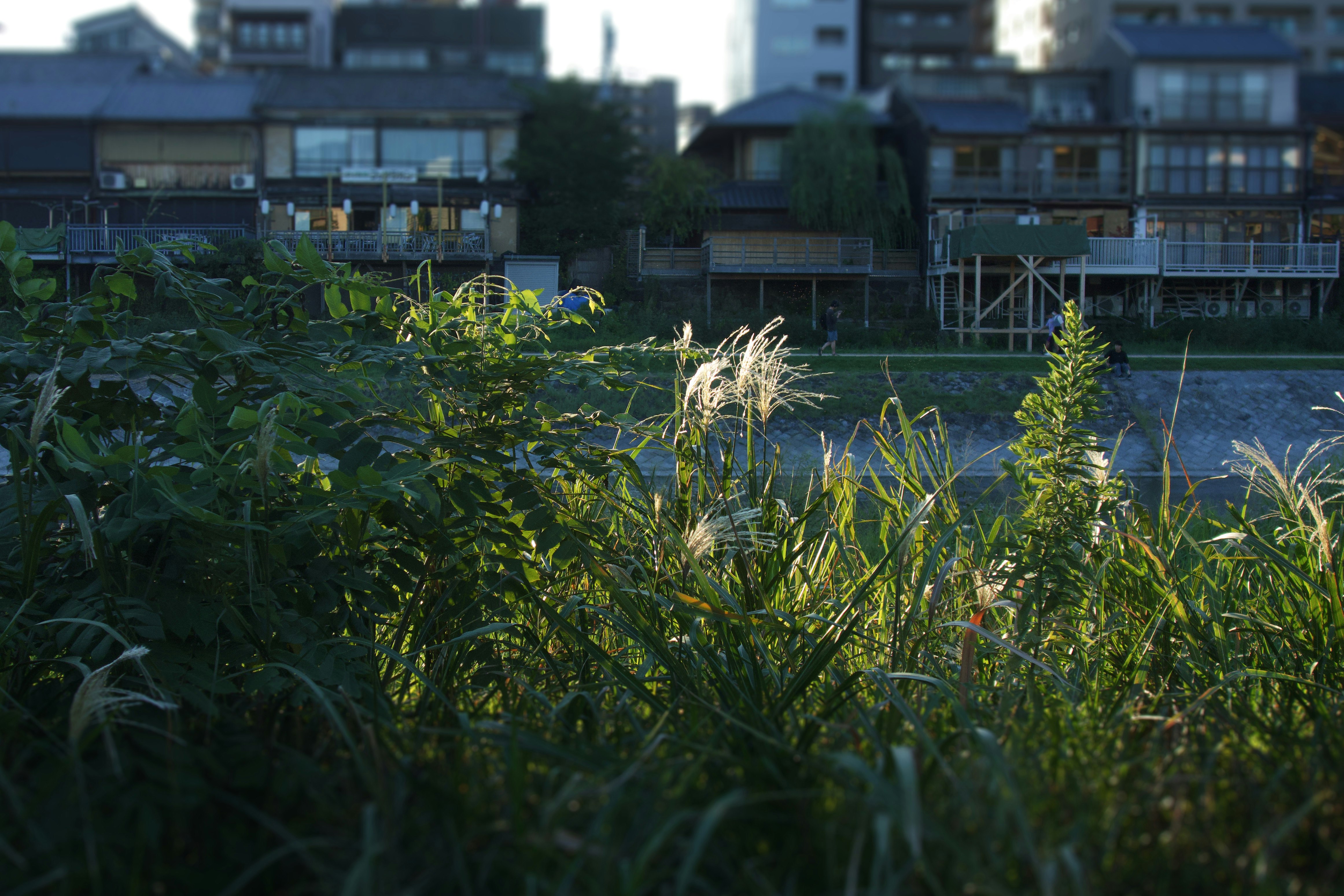 Pemandangan di sepanjang Sungai Kamogawa dengan rumput pampas bergoyang