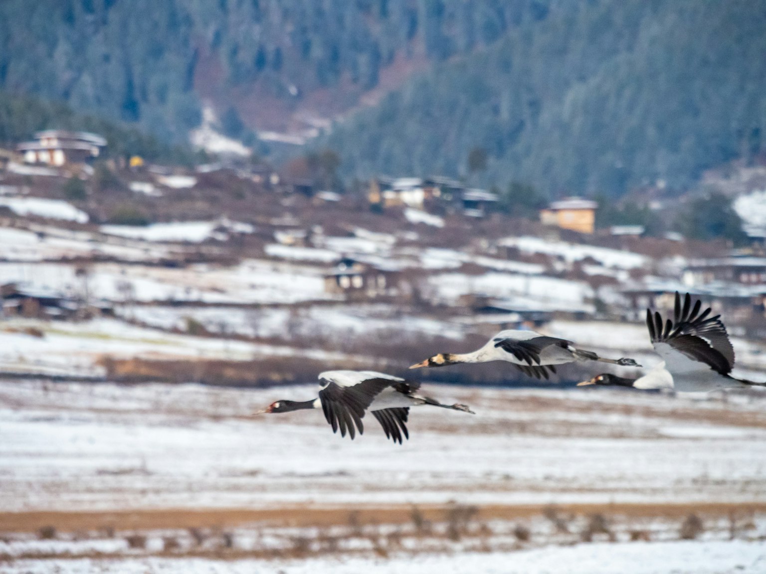 Two cranes flying over a snowy landscape with mountains in the background
