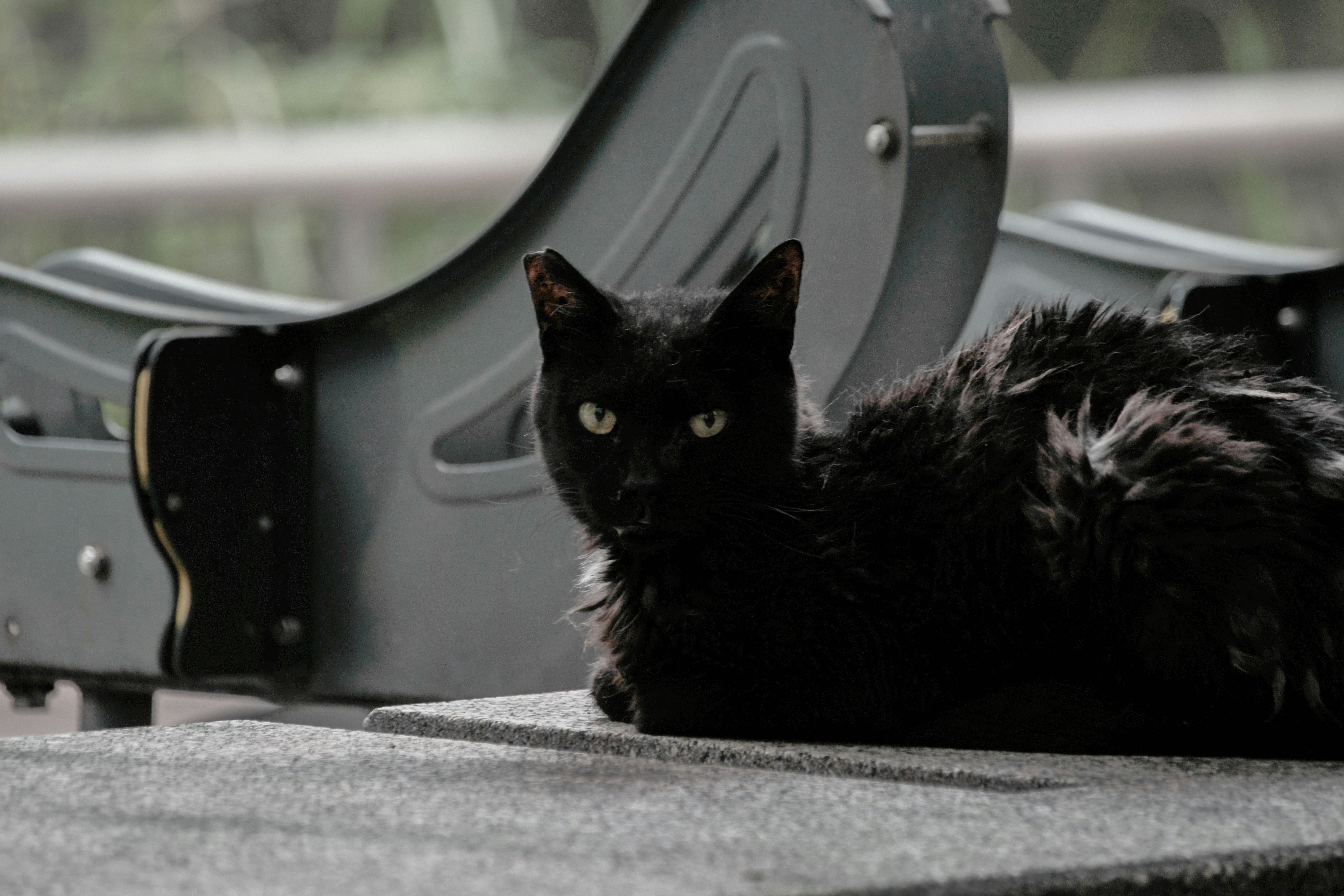 駐輪場の黒猫が自転車の前でくつろぐ