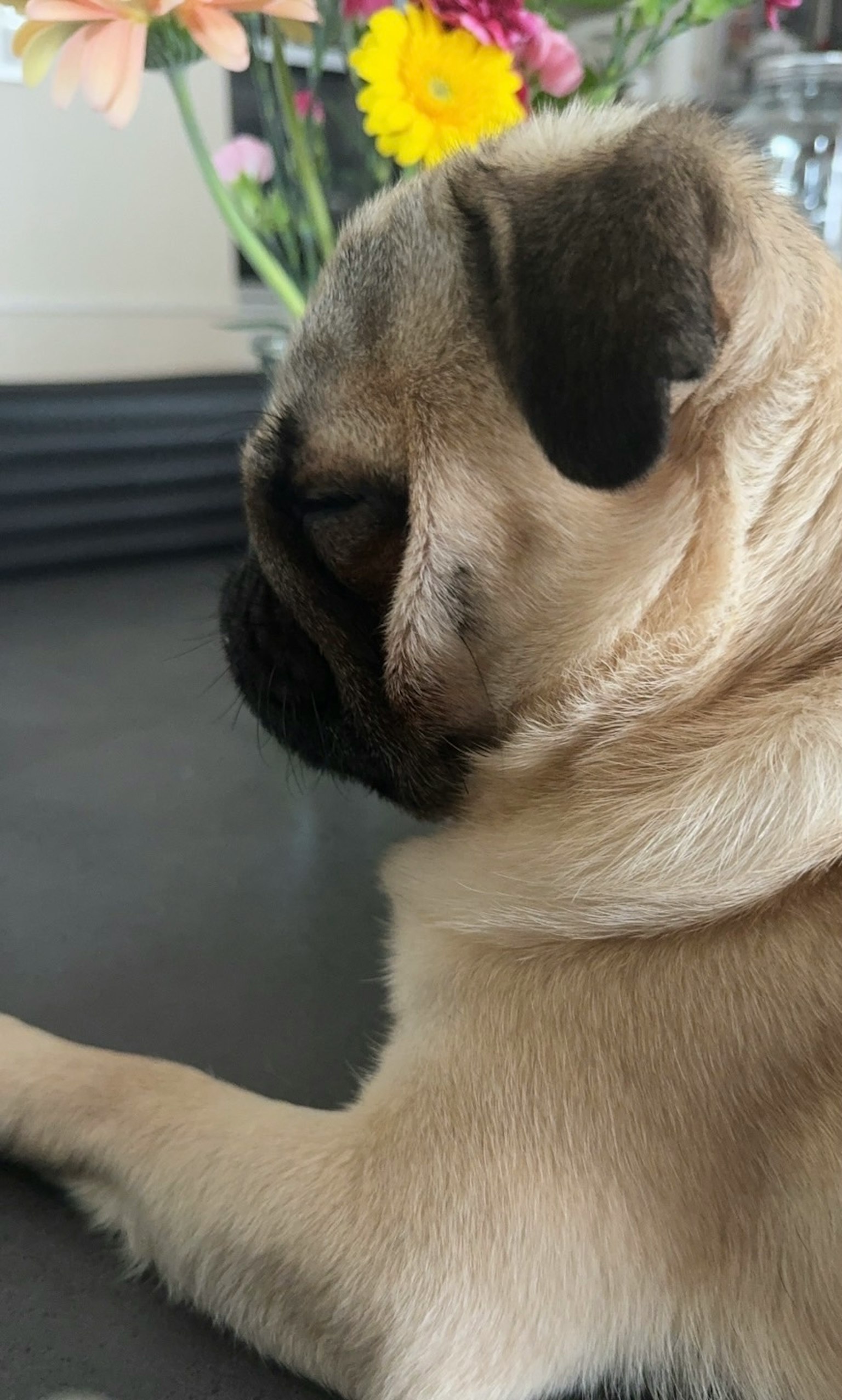Anjing pug lucu melihat ke samping