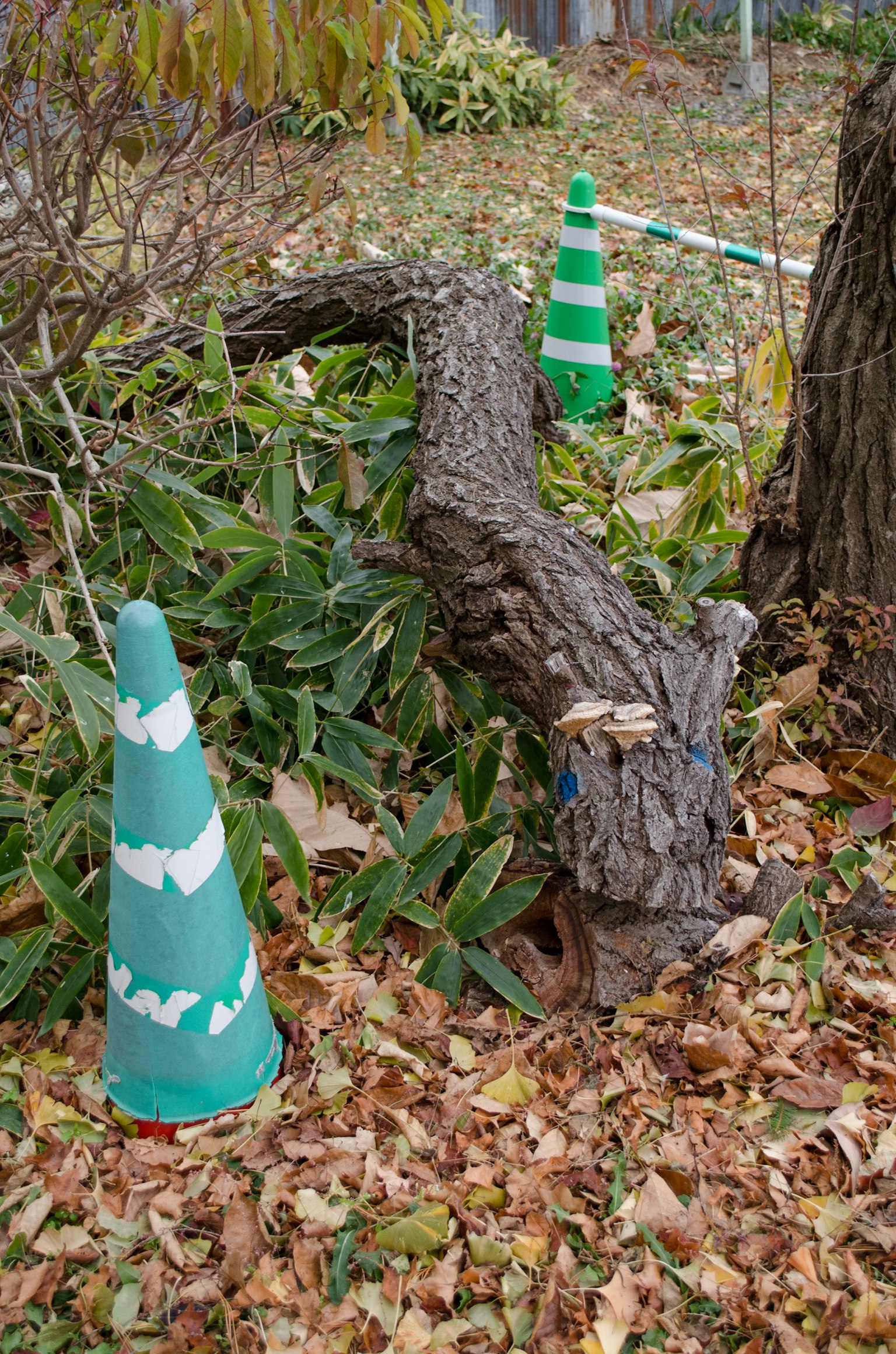 Un tronco de árbol caído rodeado de conos de tráfico verdes en un jardín