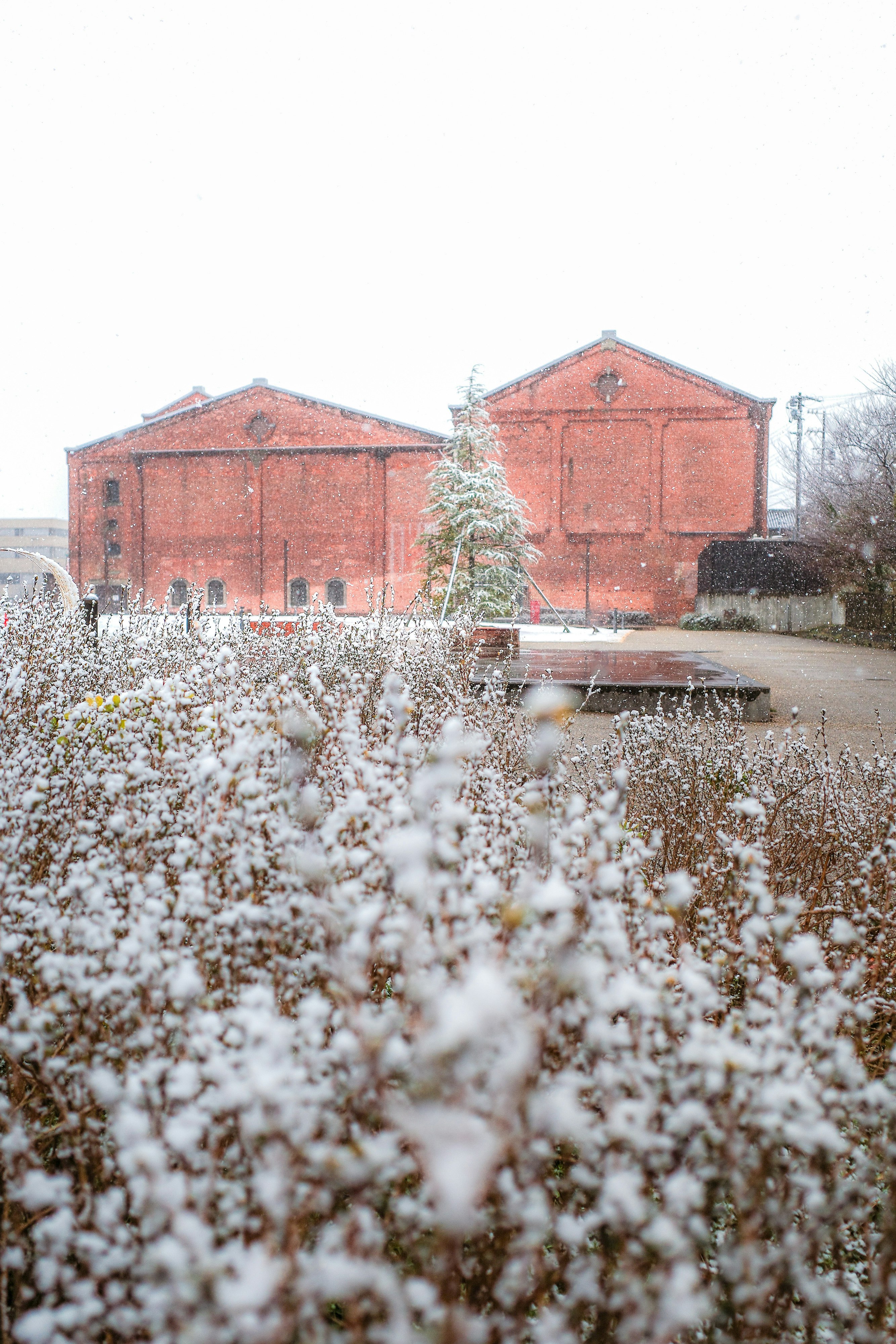 雪の花が前景に広がるレンガ造りの建物