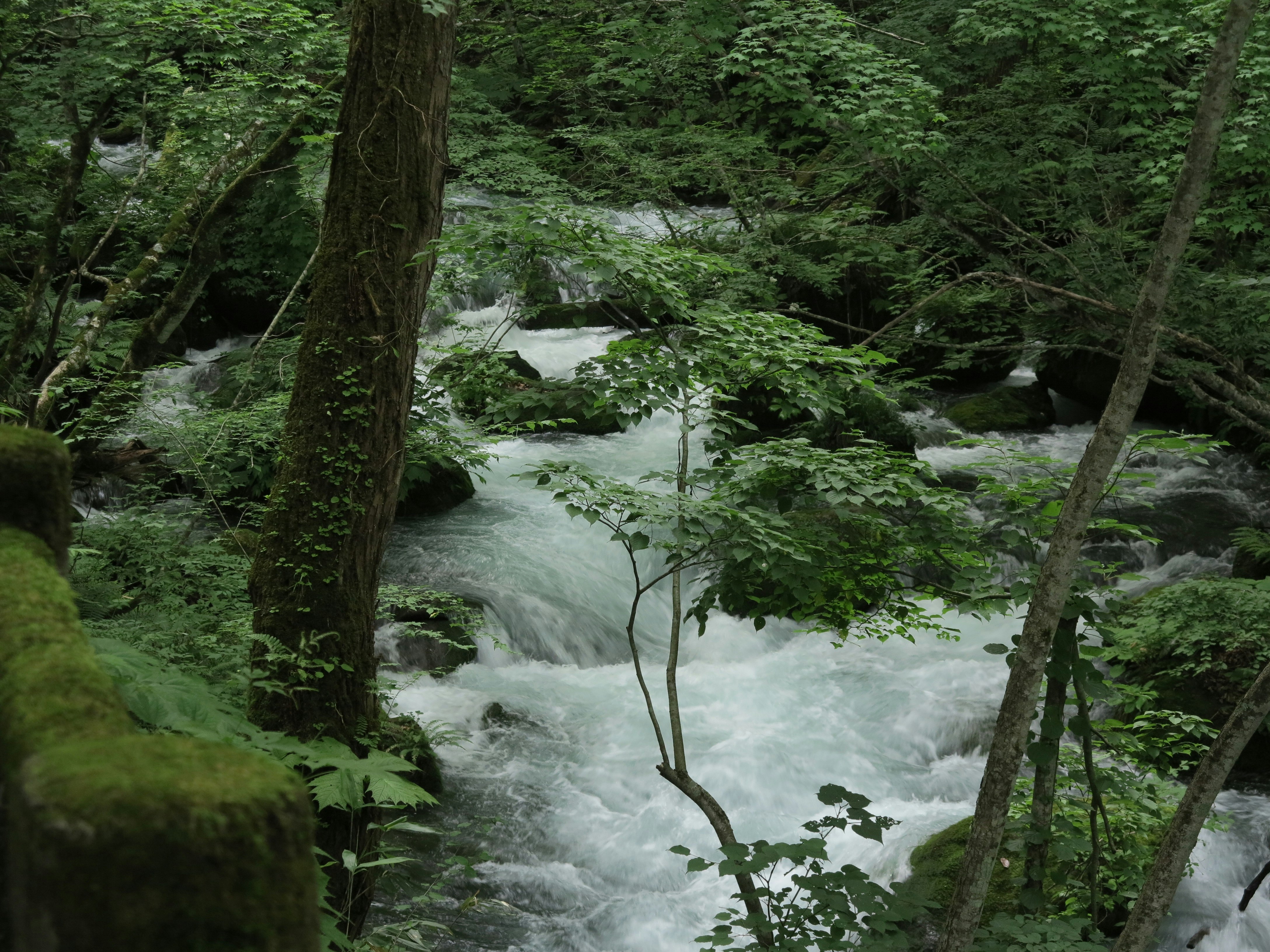 緑の森の中を流れる小川の滝