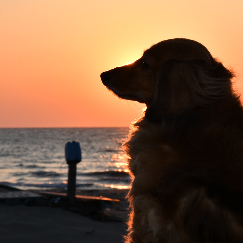 夕阳下海边凝望的腊肠犬侧脸