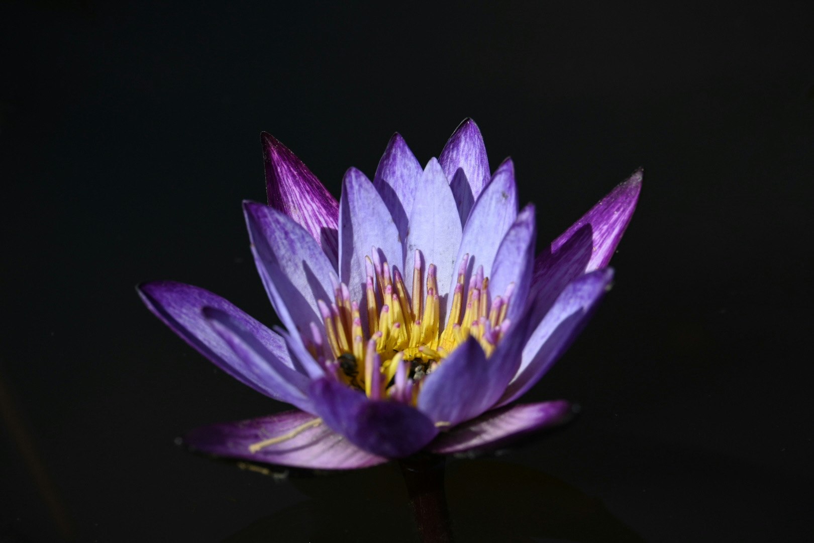 flor de nenúfar morado sobre fondo negro