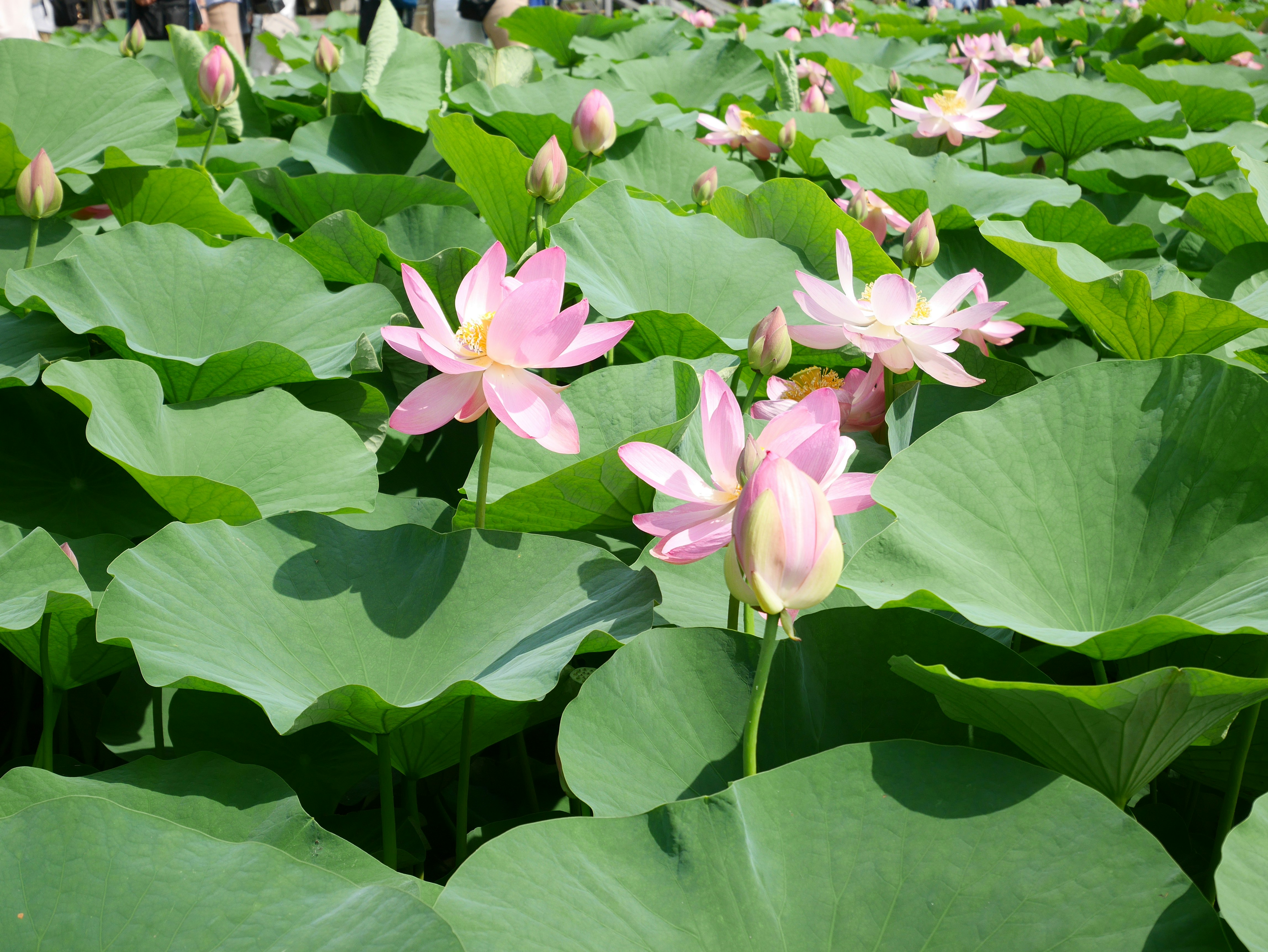 睡蓮の花が咲く水面と葉の群生