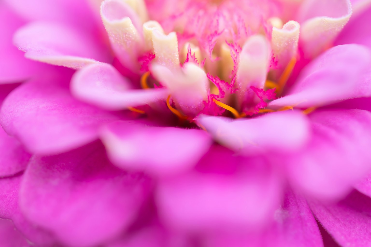 Gros plan d'une fleur rose avec des pétales de centre crème