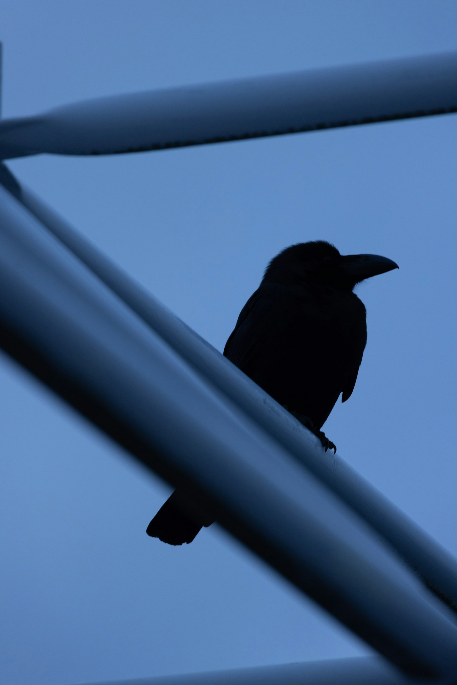 Silueta de un pájaro posado sobre un marco metálico contra un fondo azul