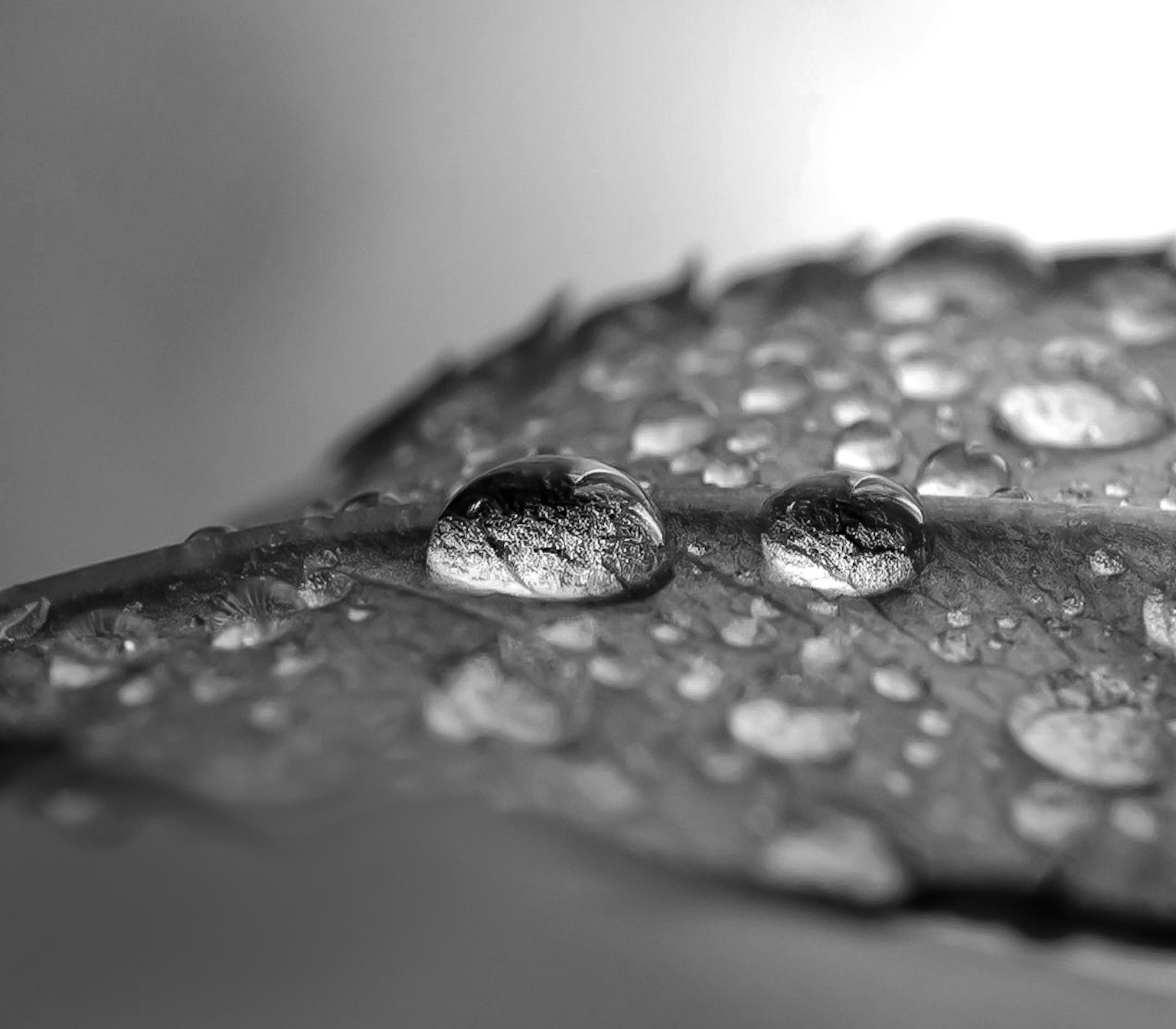 Immagine in primo piano di gocce d'acqua su una foglia in bianco e nero
