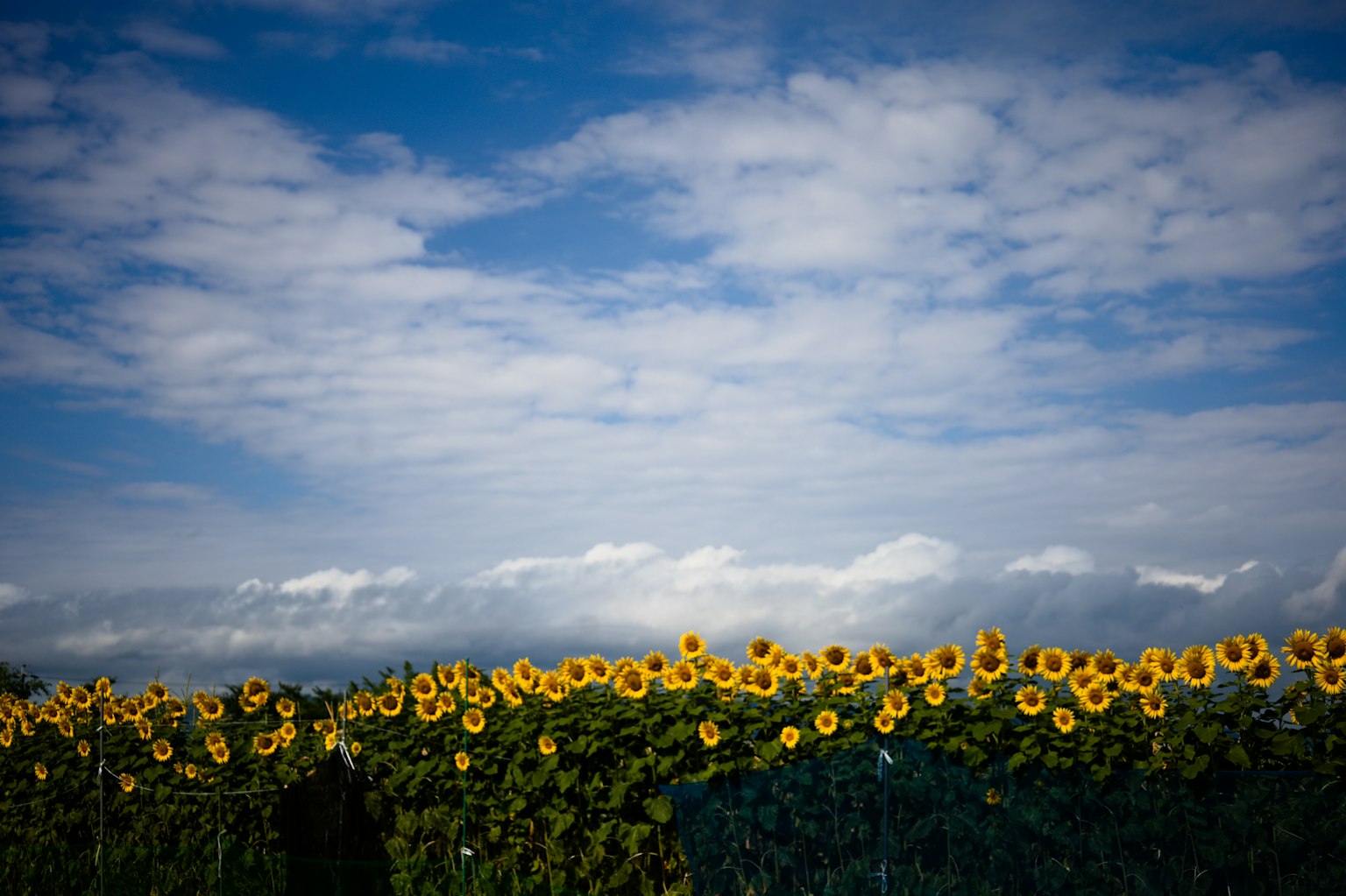 Campo di girasoli contro un cielo blu