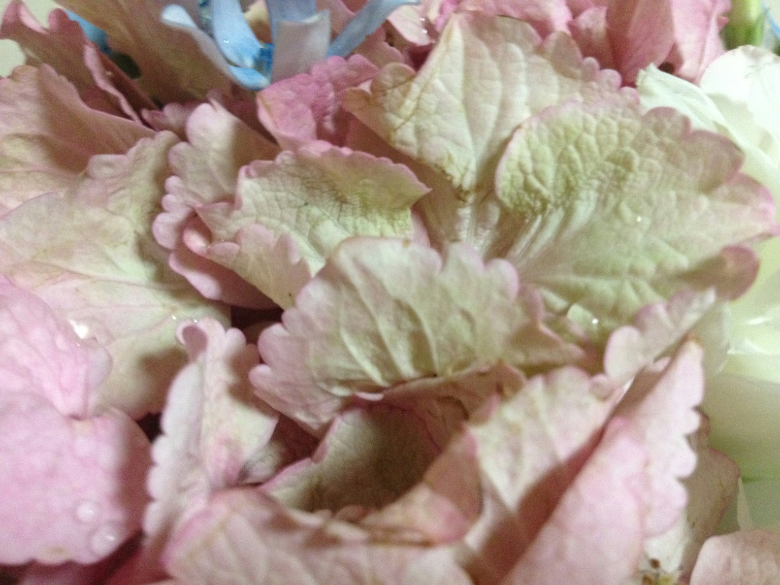 Petali morbidi rosa e crema che si sovrappongono