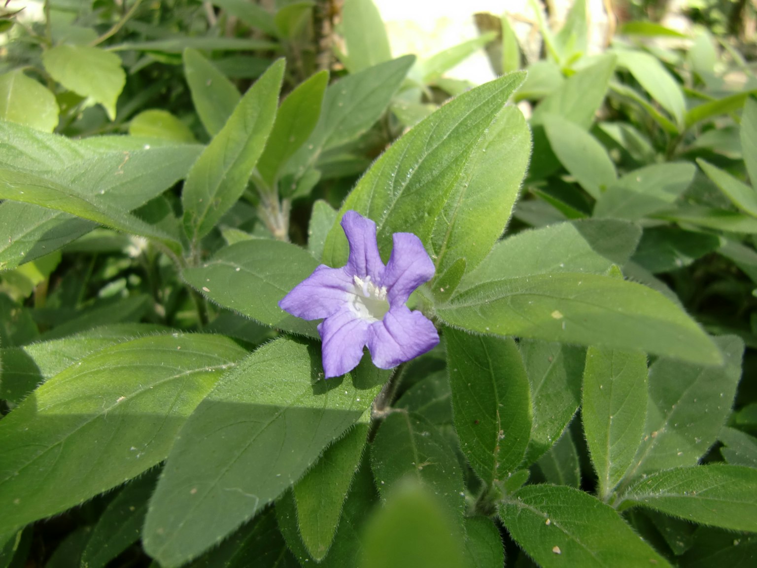 Purple flower blooming among green leaves