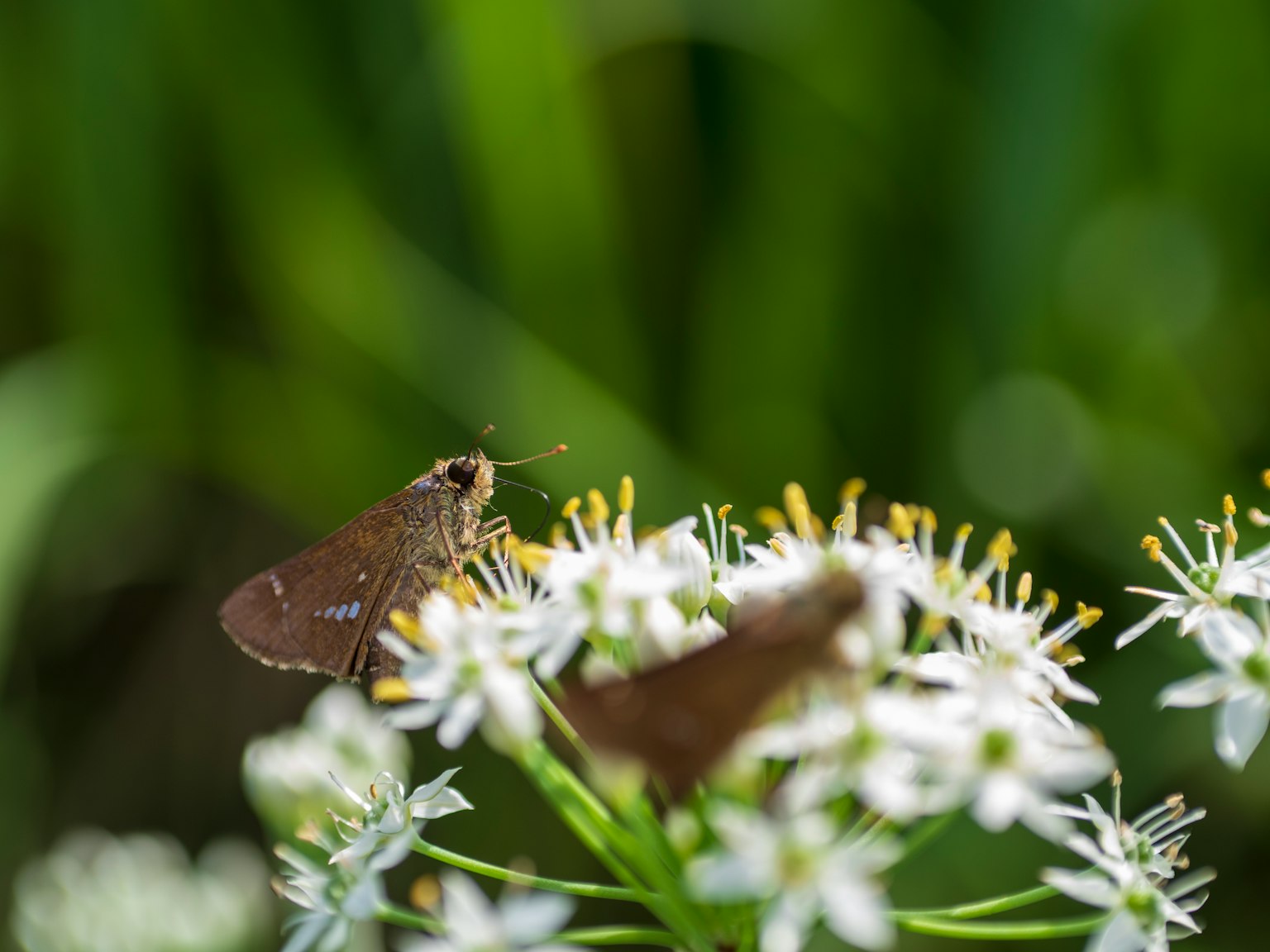 Primer plano de varias mariposas descansando sobre flores