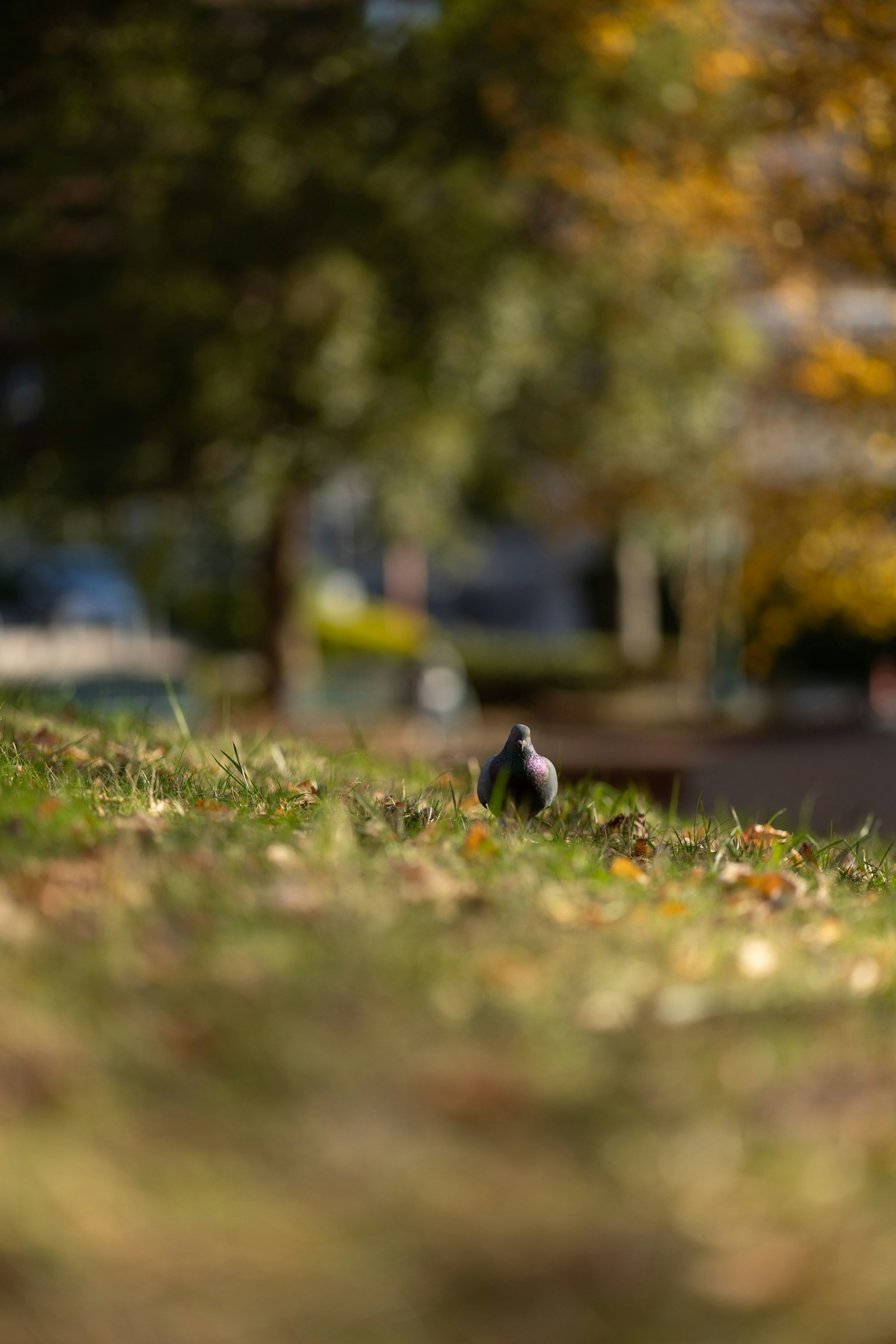 Ein kleiner Vogel auf grünem Gras in einem Park mit Herbstblättern