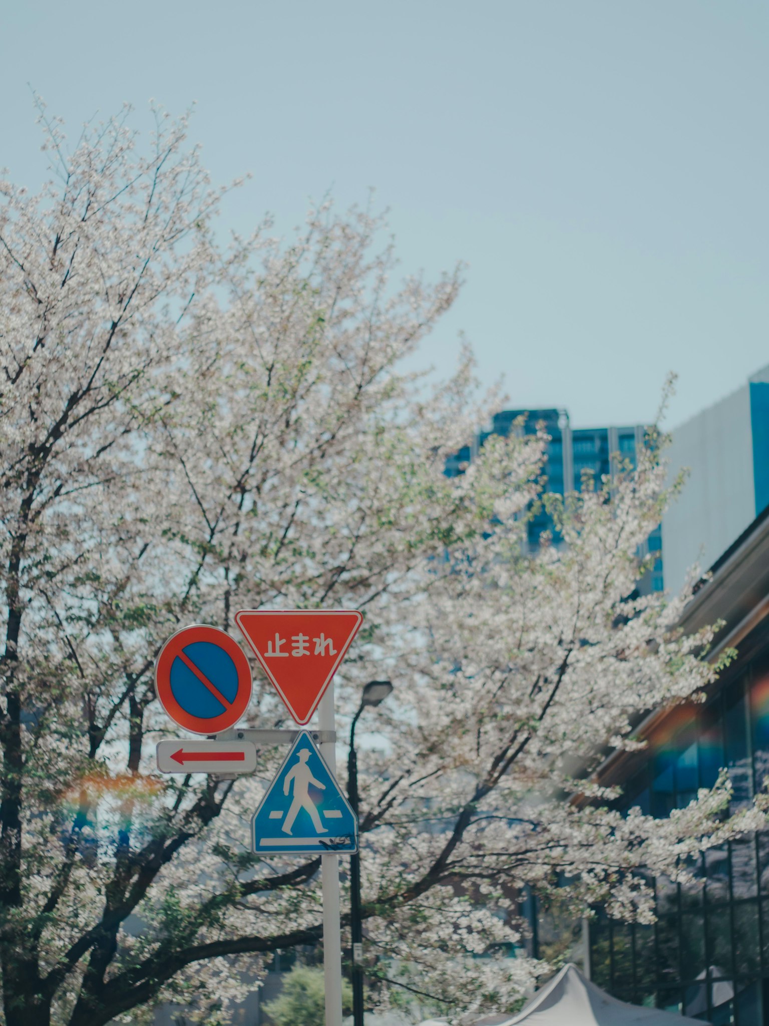 Scène de rue avec des cerisiers en fleurs et des panneaux de circulation
