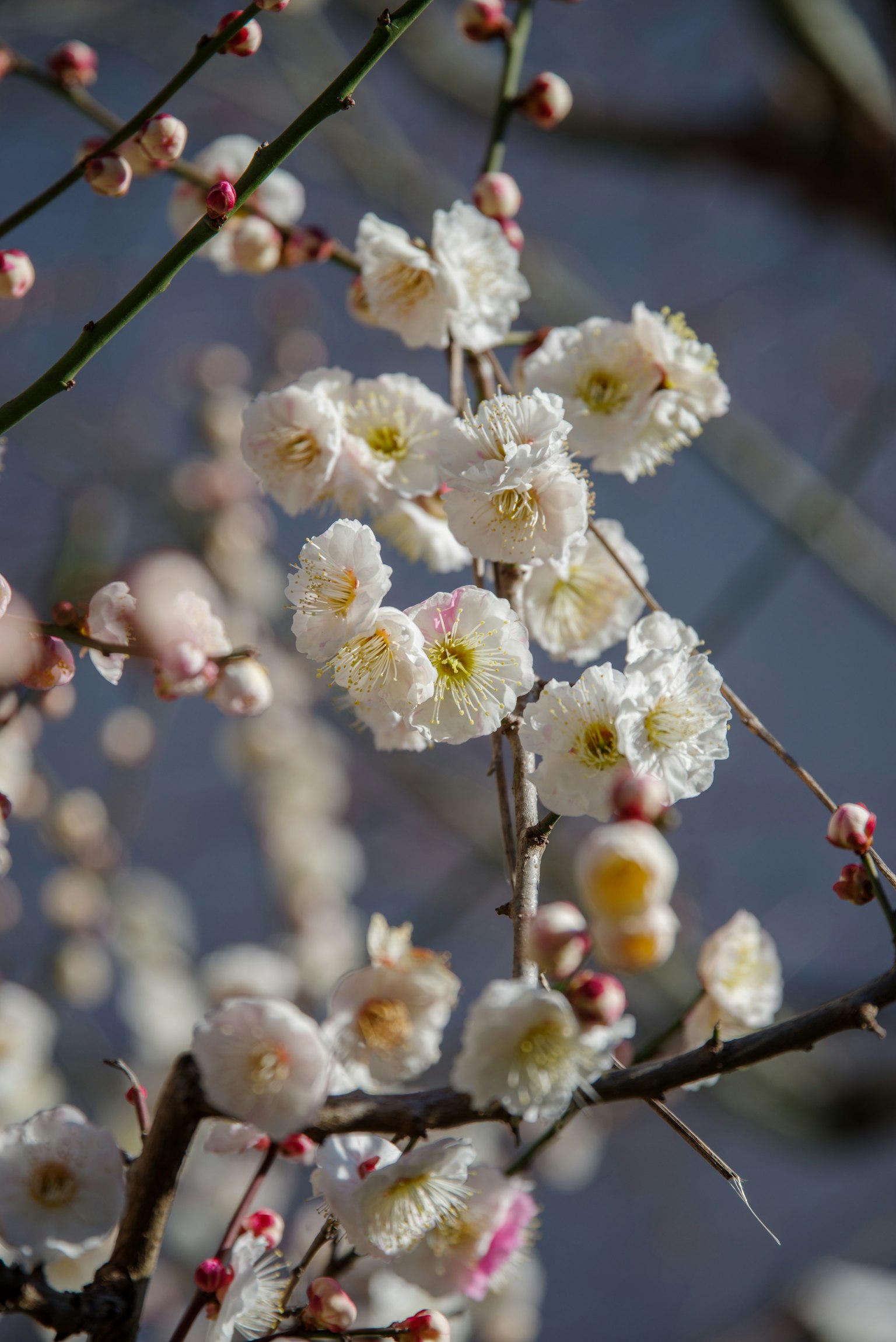 Zweig eines Pflaumenbaums mit weißen Blüten und Knospen