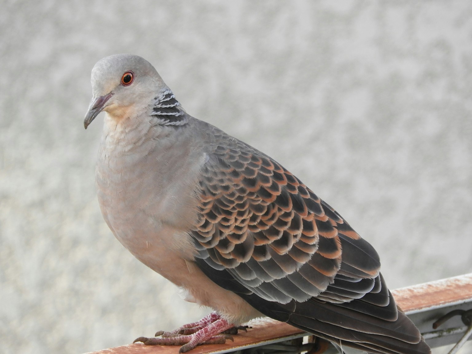 A gray pigeon perched on a surface showcasing its unique feather patterns and colors