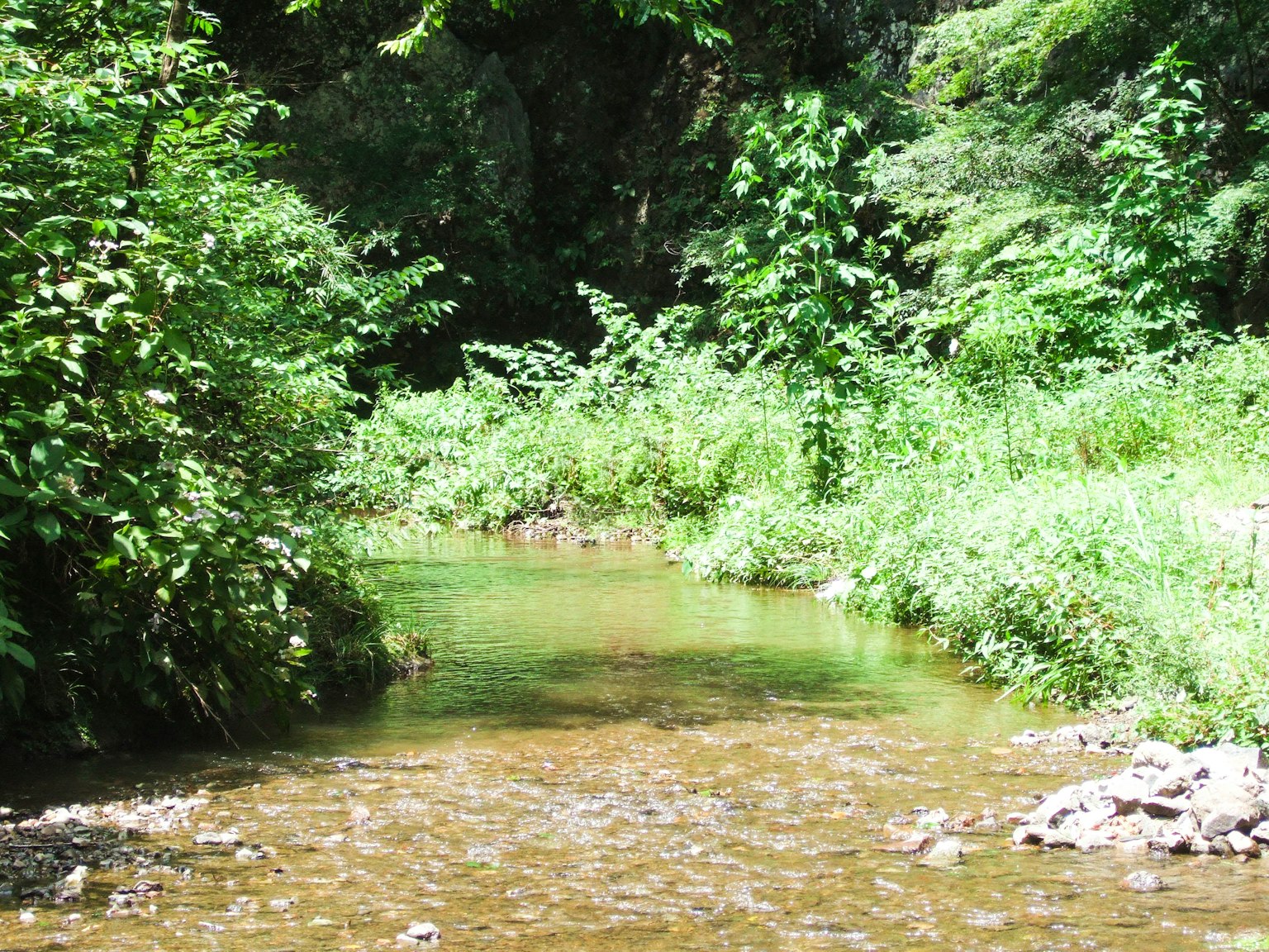 Vue pittoresque d'un petit ruisseau traversant une forêt verdoyante