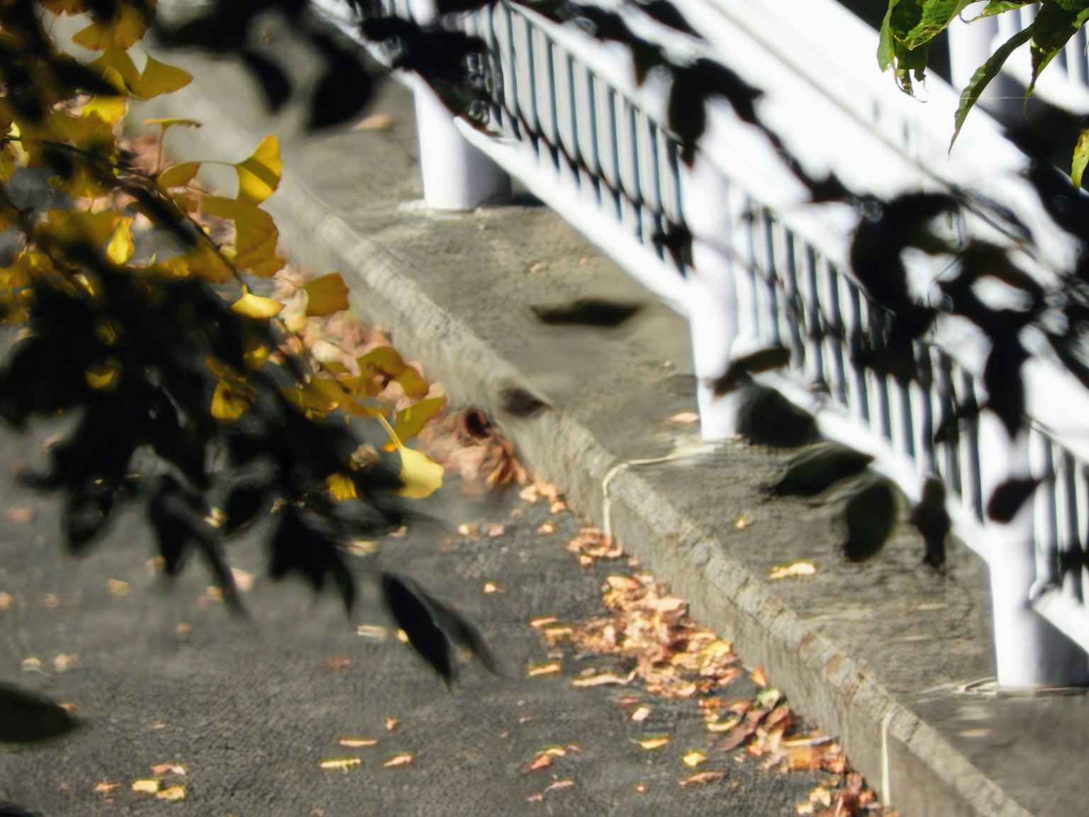 秋の葉が散らばる歩道と白いフェンスの近接ショット