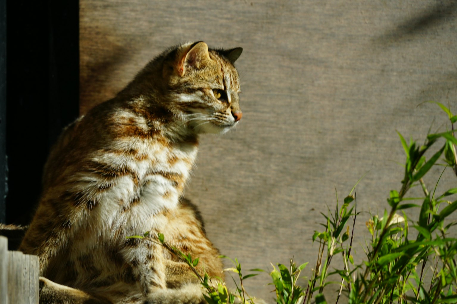 Un gato sentado entre la hierba con una expresión concentrada