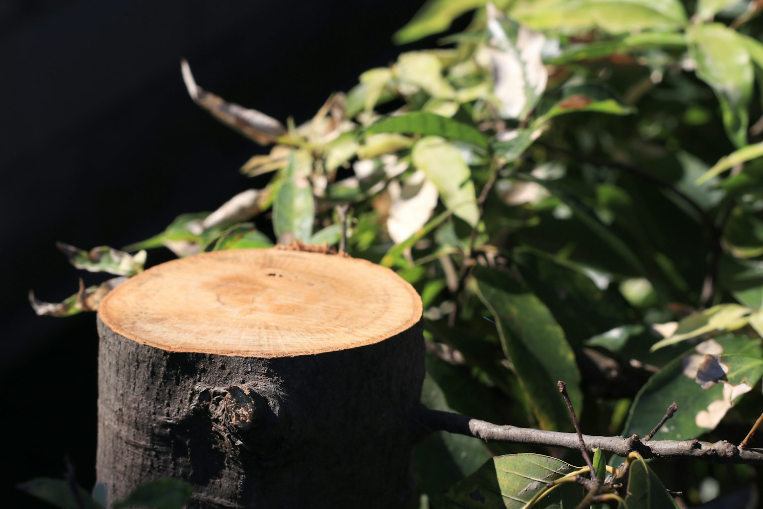 Souche d'arbre avec des feuilles vertes en arrière-plan
